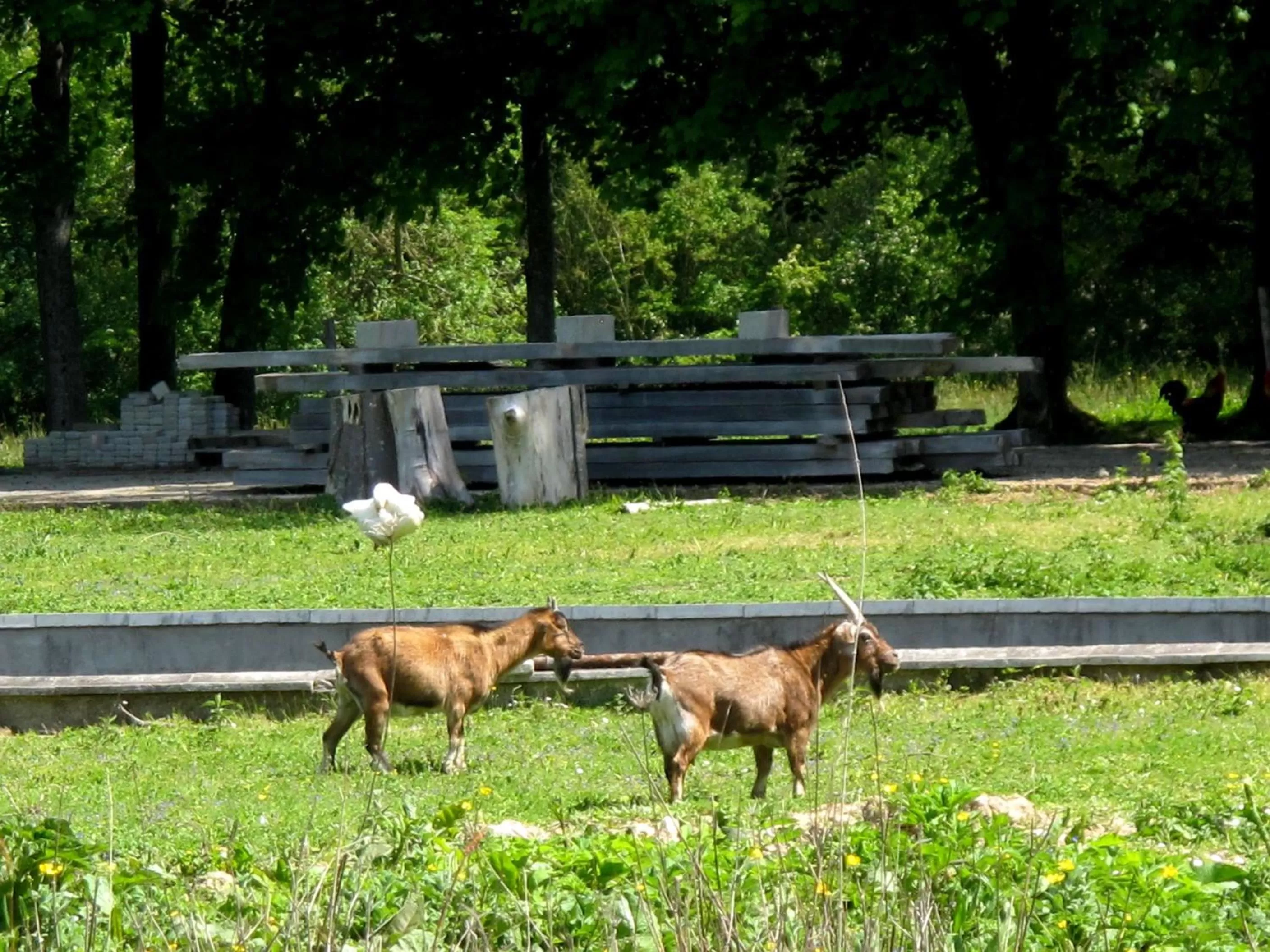 Pets in Manoir de la Rémonière