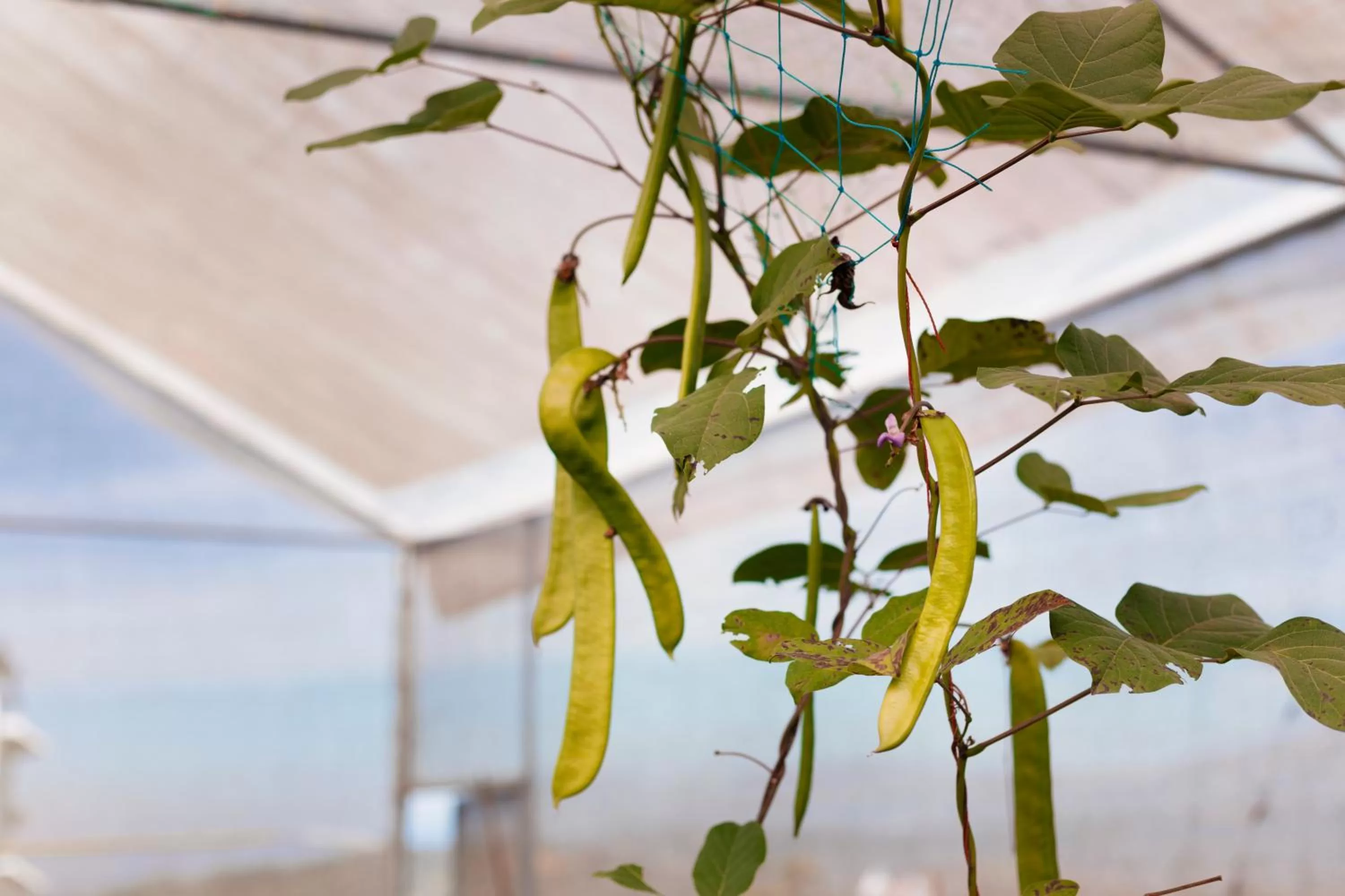 Garden in Pleasant Hill Resort