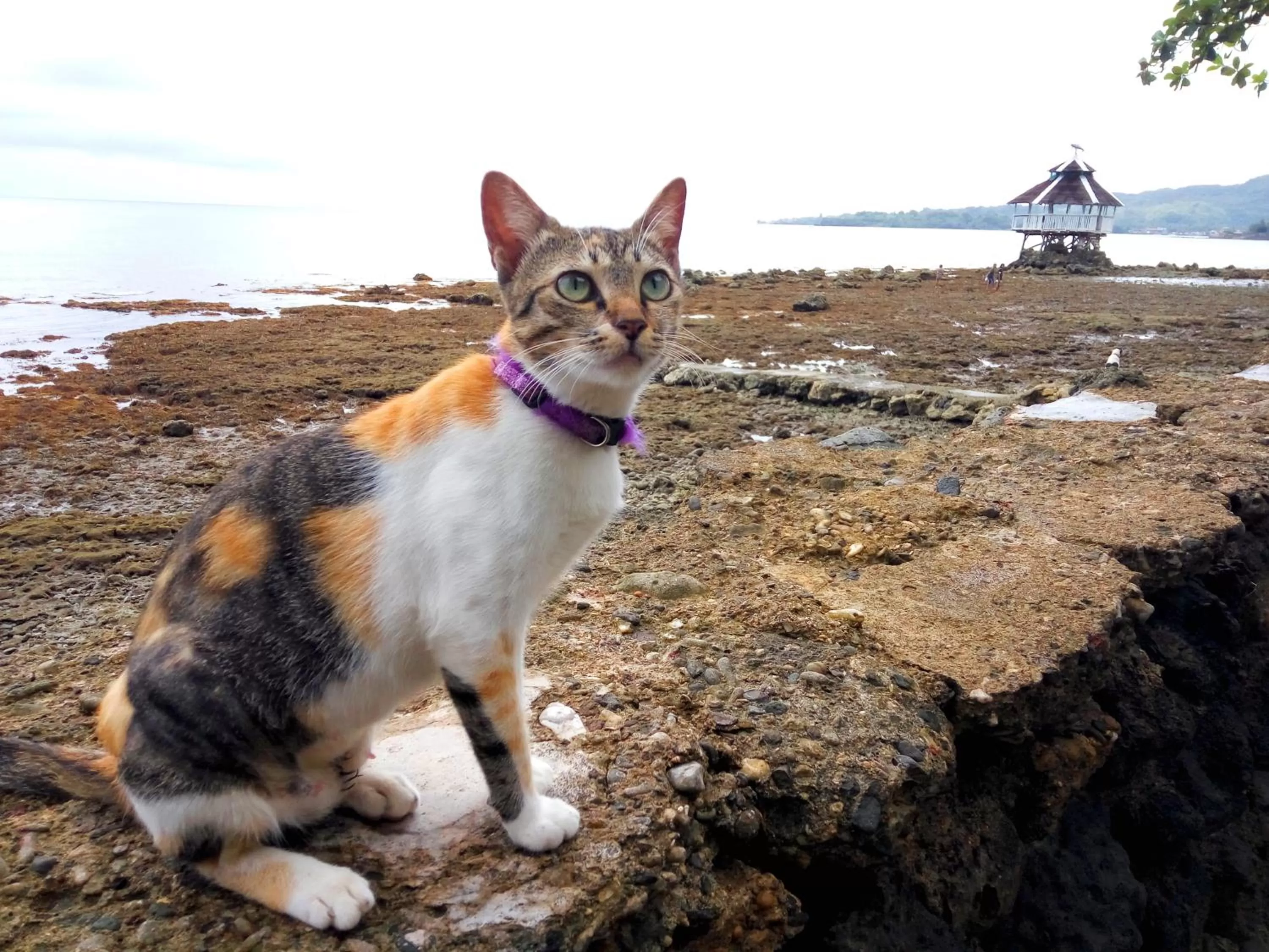 Pets in Paseo Del Mar Seaside Inn