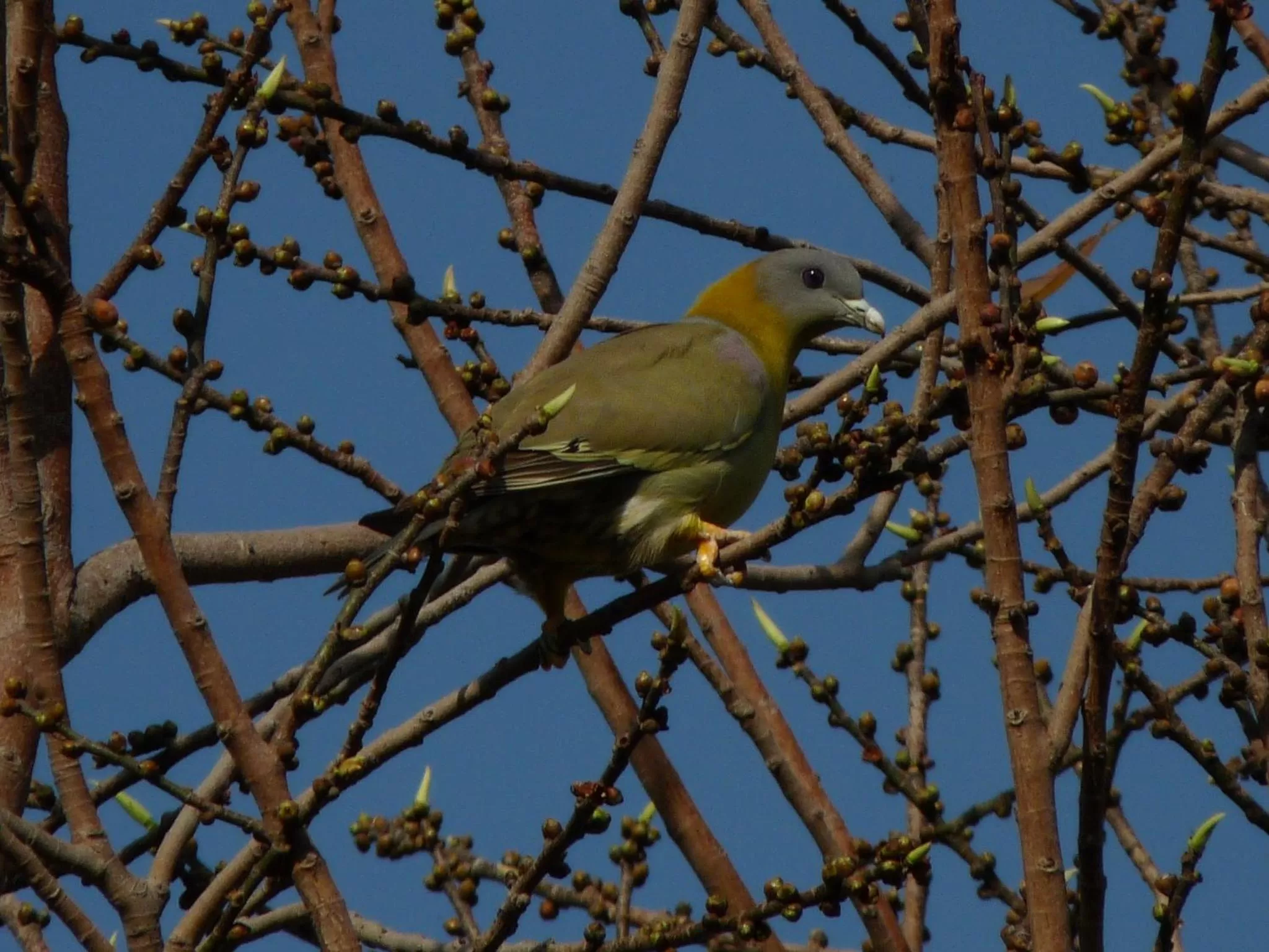 Other Animals in Ramgarh Lodge, Jaipur – IHCL SeleQtions