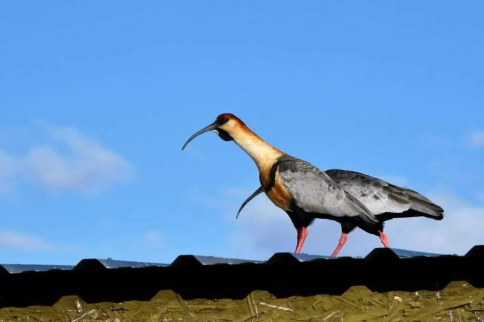 Other Animals in Hostería El Galpón Del Glaciar