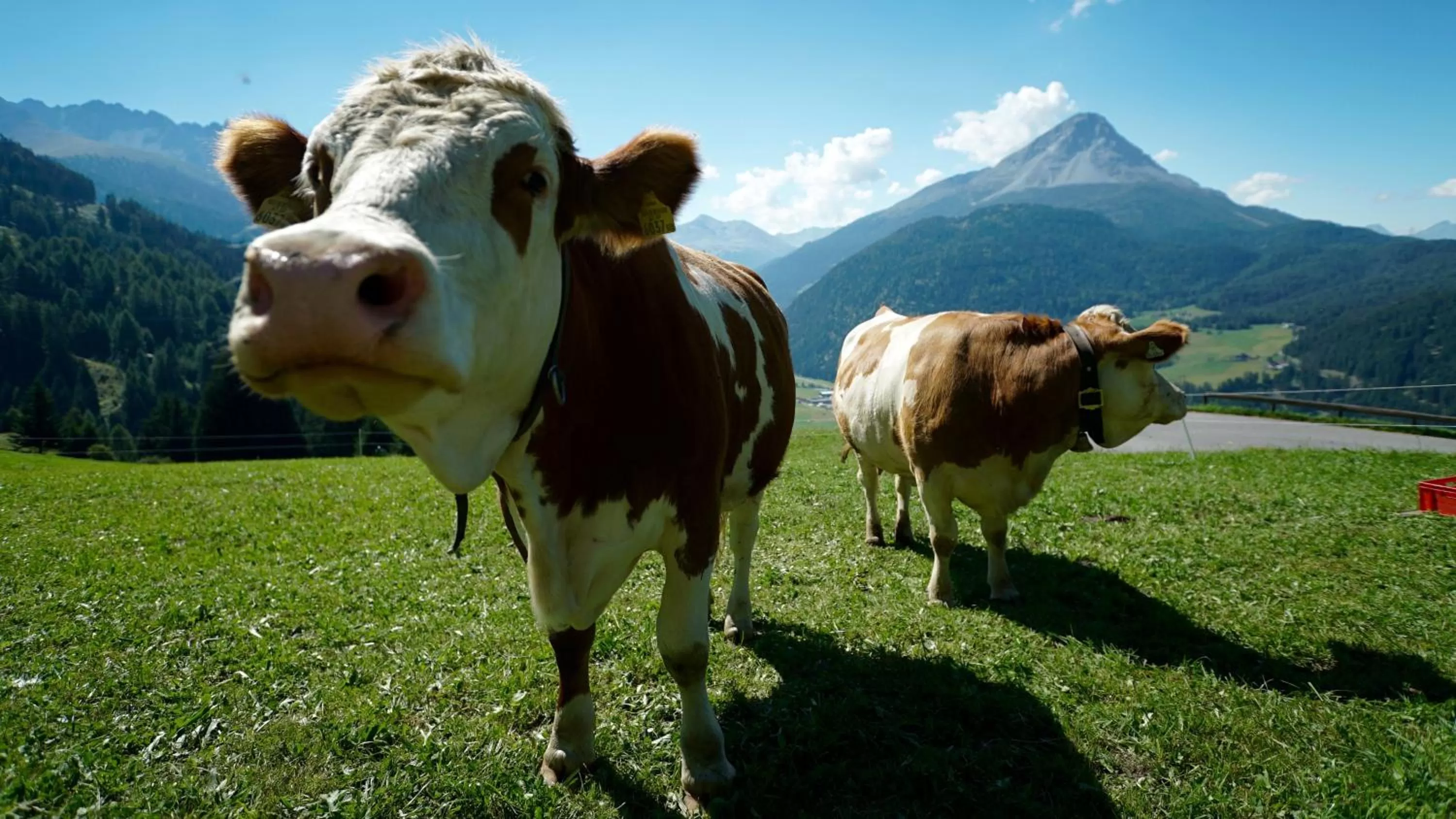 Pets in Wellnesshotel Mein Almhof Superior