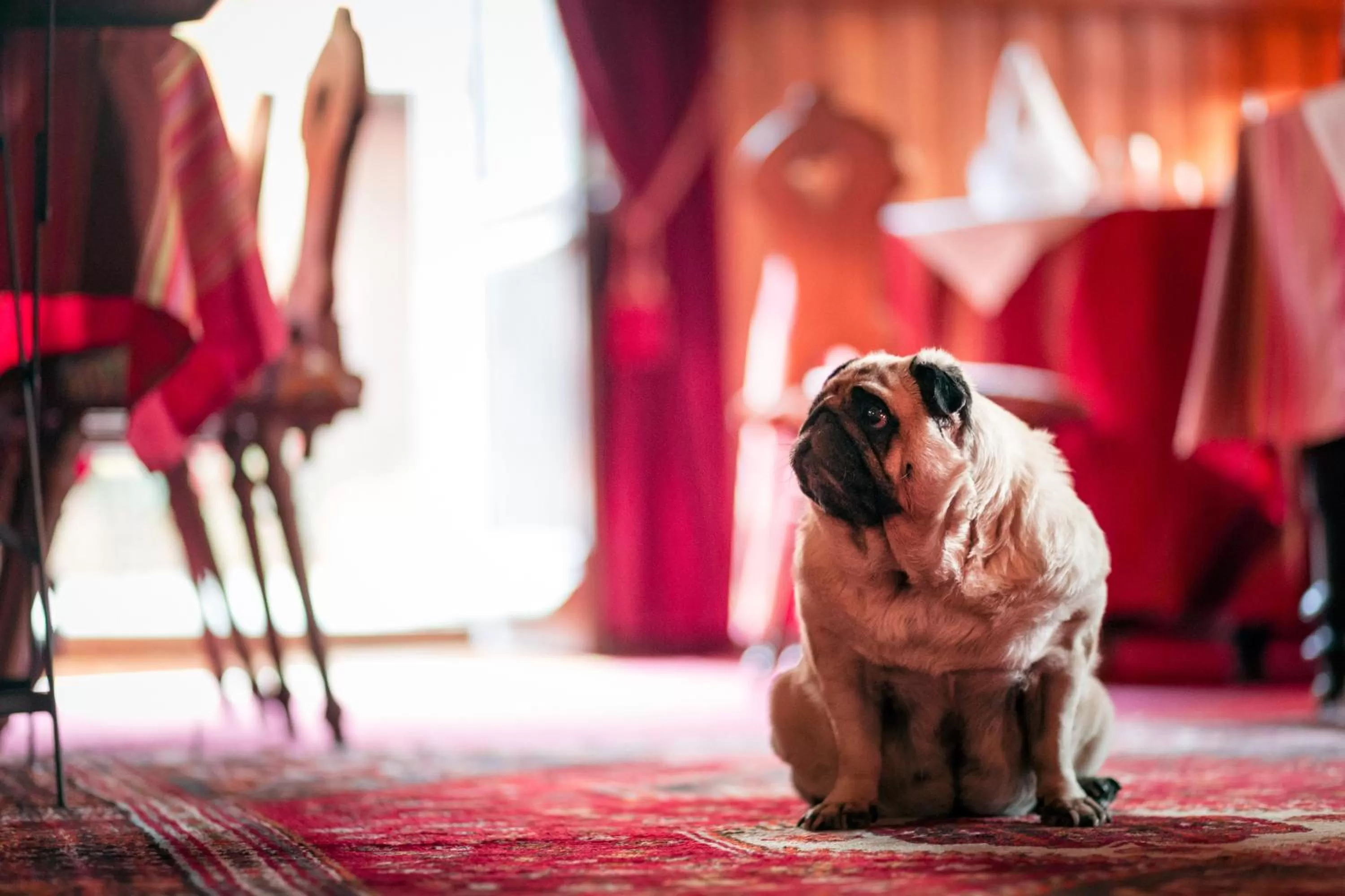 Pets in Hôtel des Deux Clefs