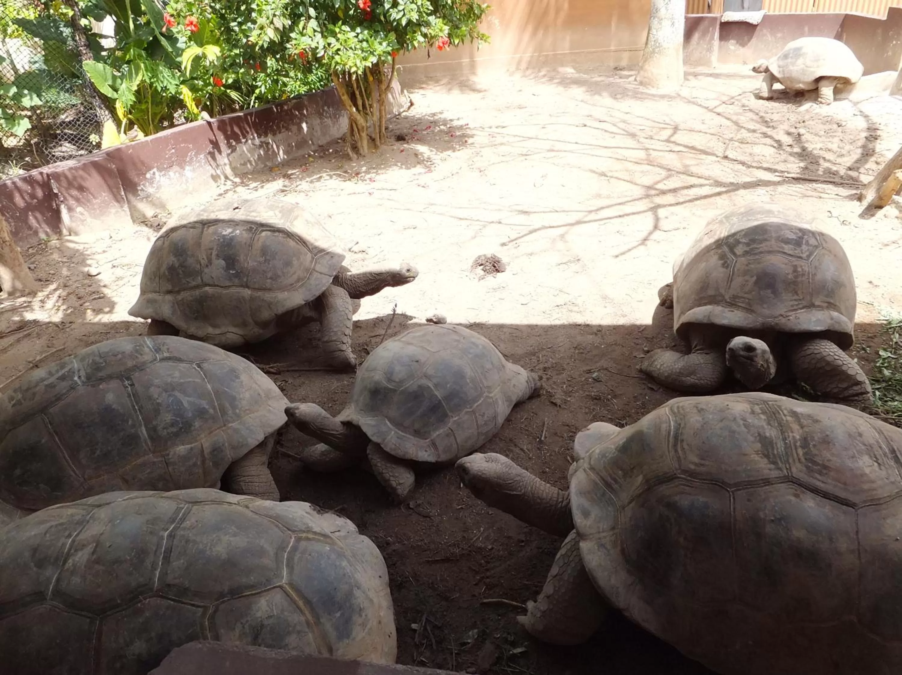 Garden in Villa Chez Batista