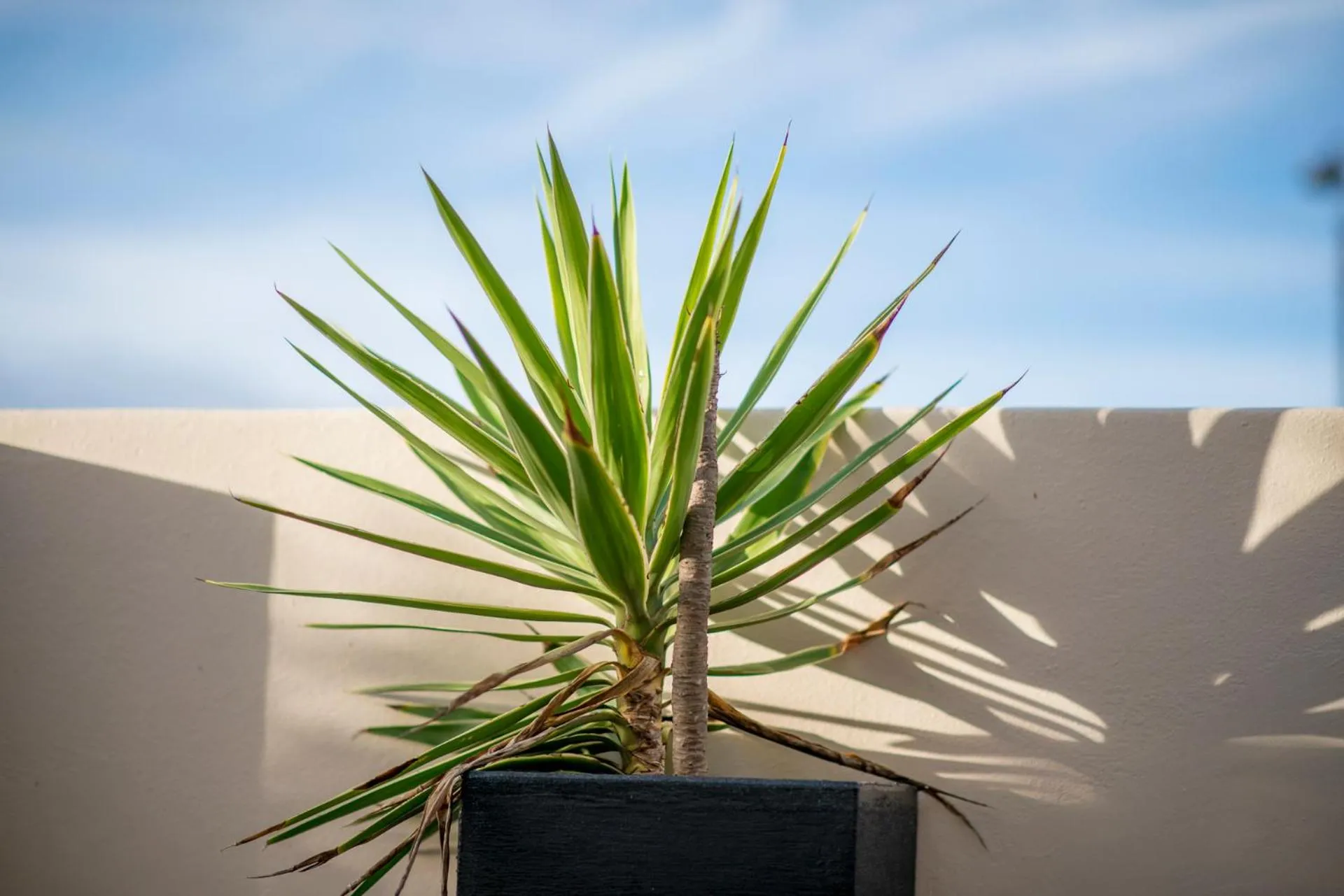 Decorative detail in Palm Beach Guesthouse