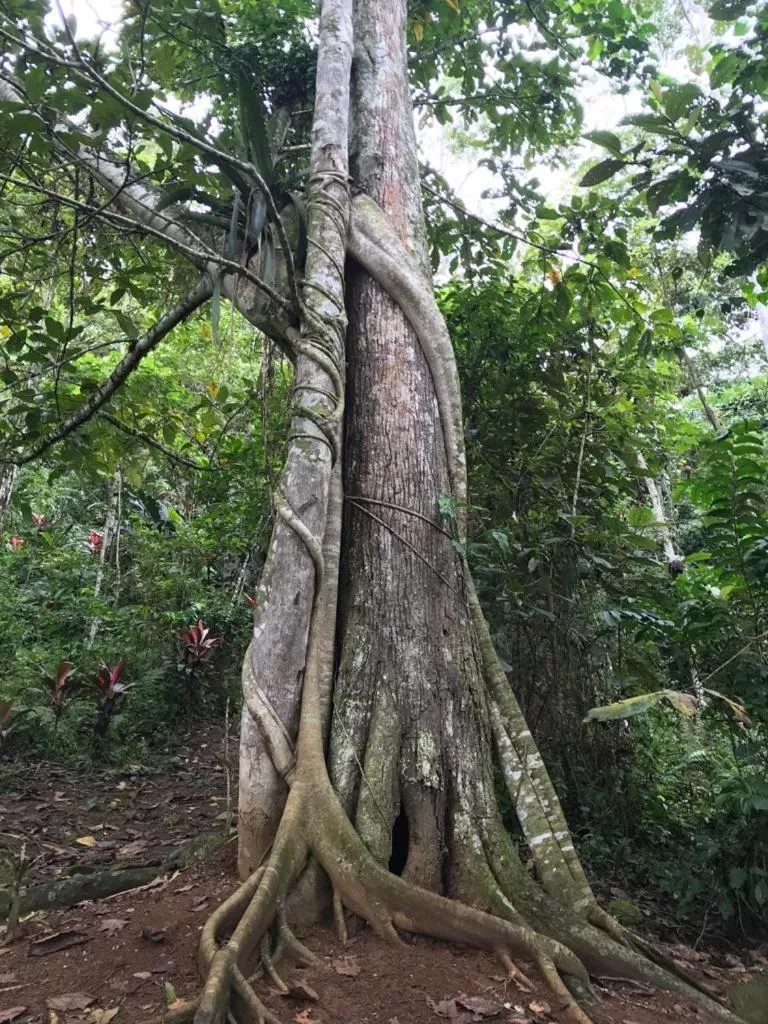 Hiking in Hotel Green Mountain turrialba