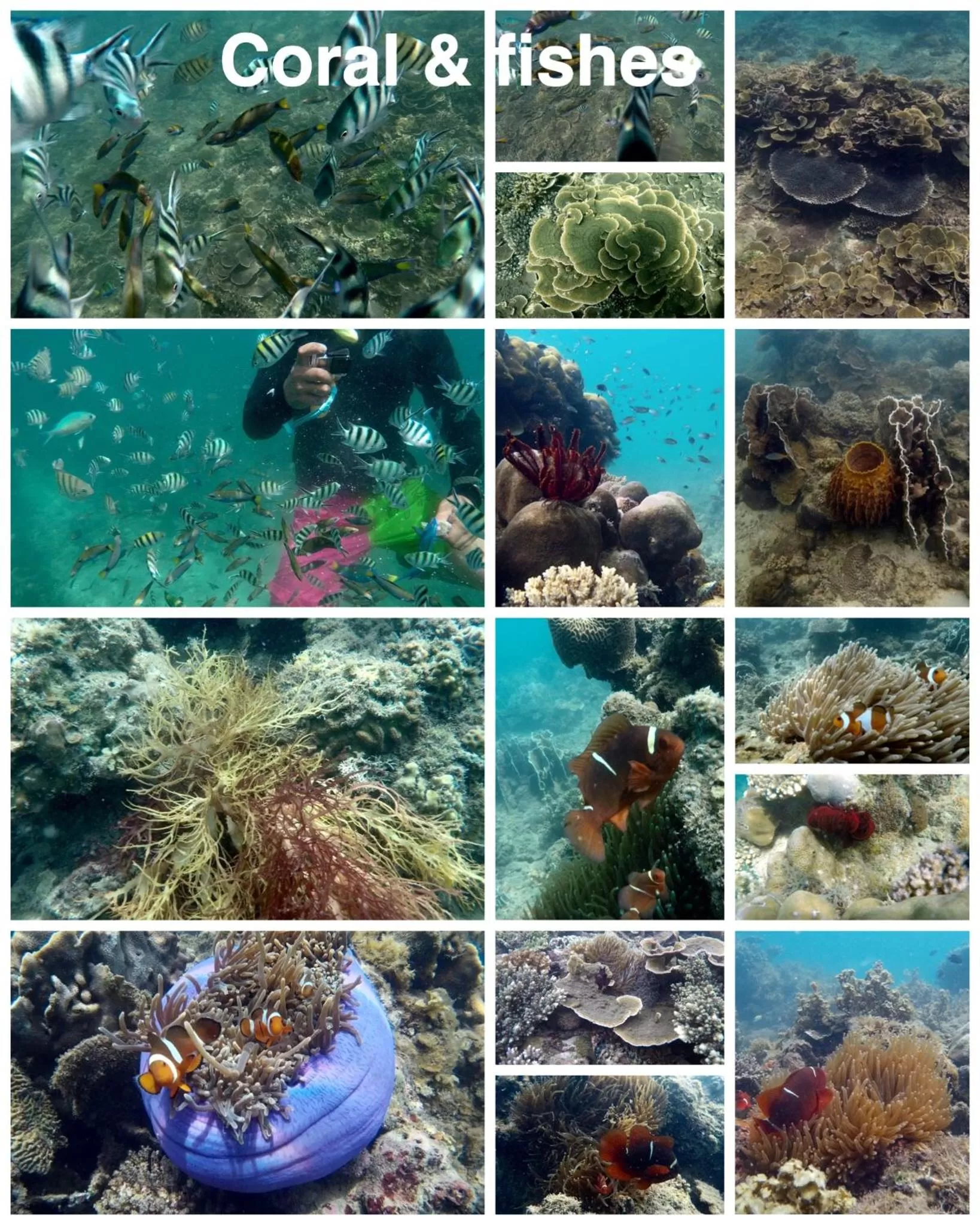 Other Animals in Dragon Pearl Beach Resort