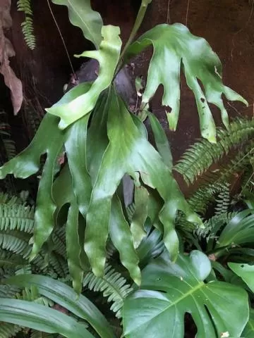 Other Animals in Highbury Colombo