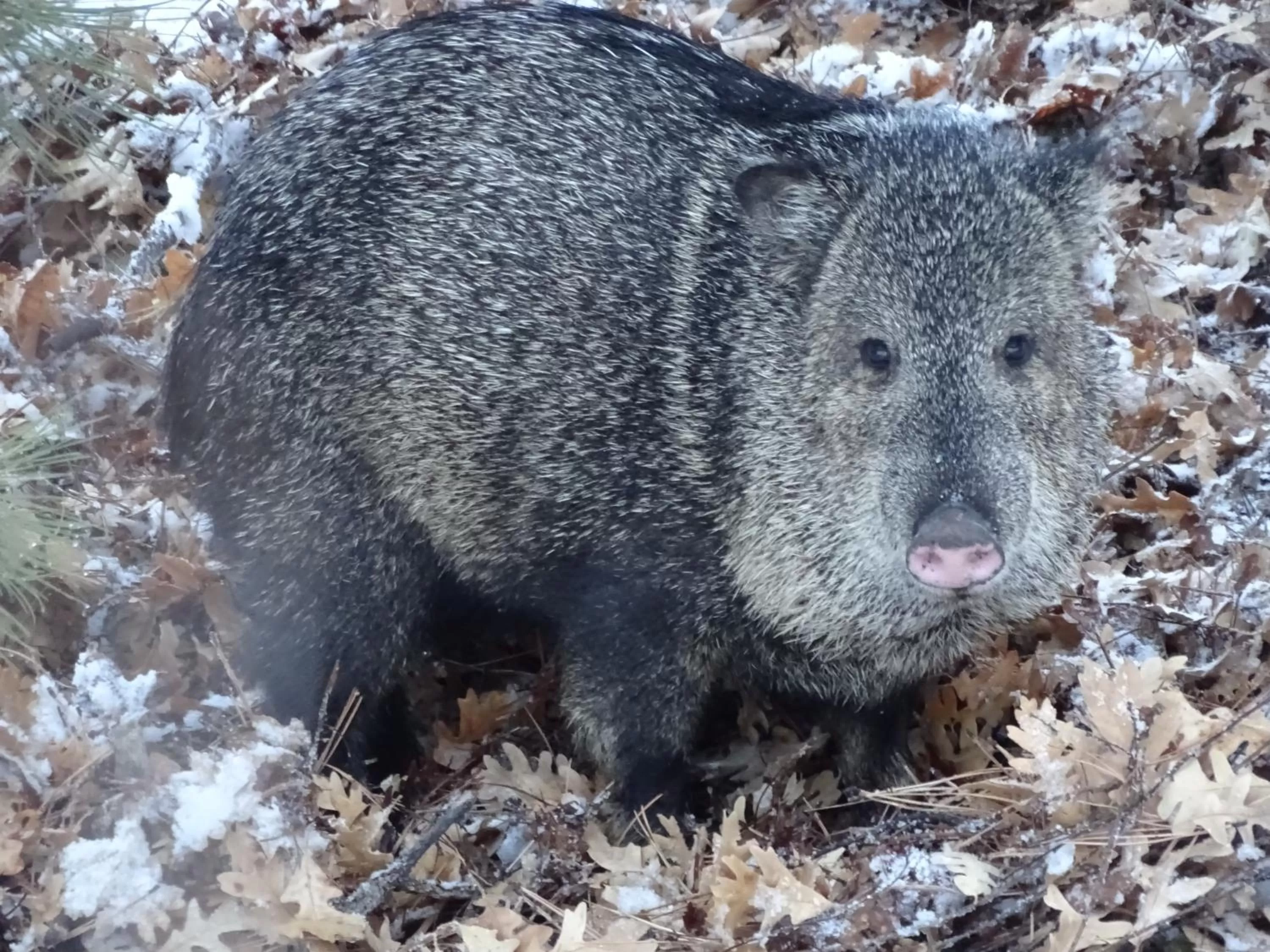 Animals in Sheridan House Inn- Adult Only Accommodation