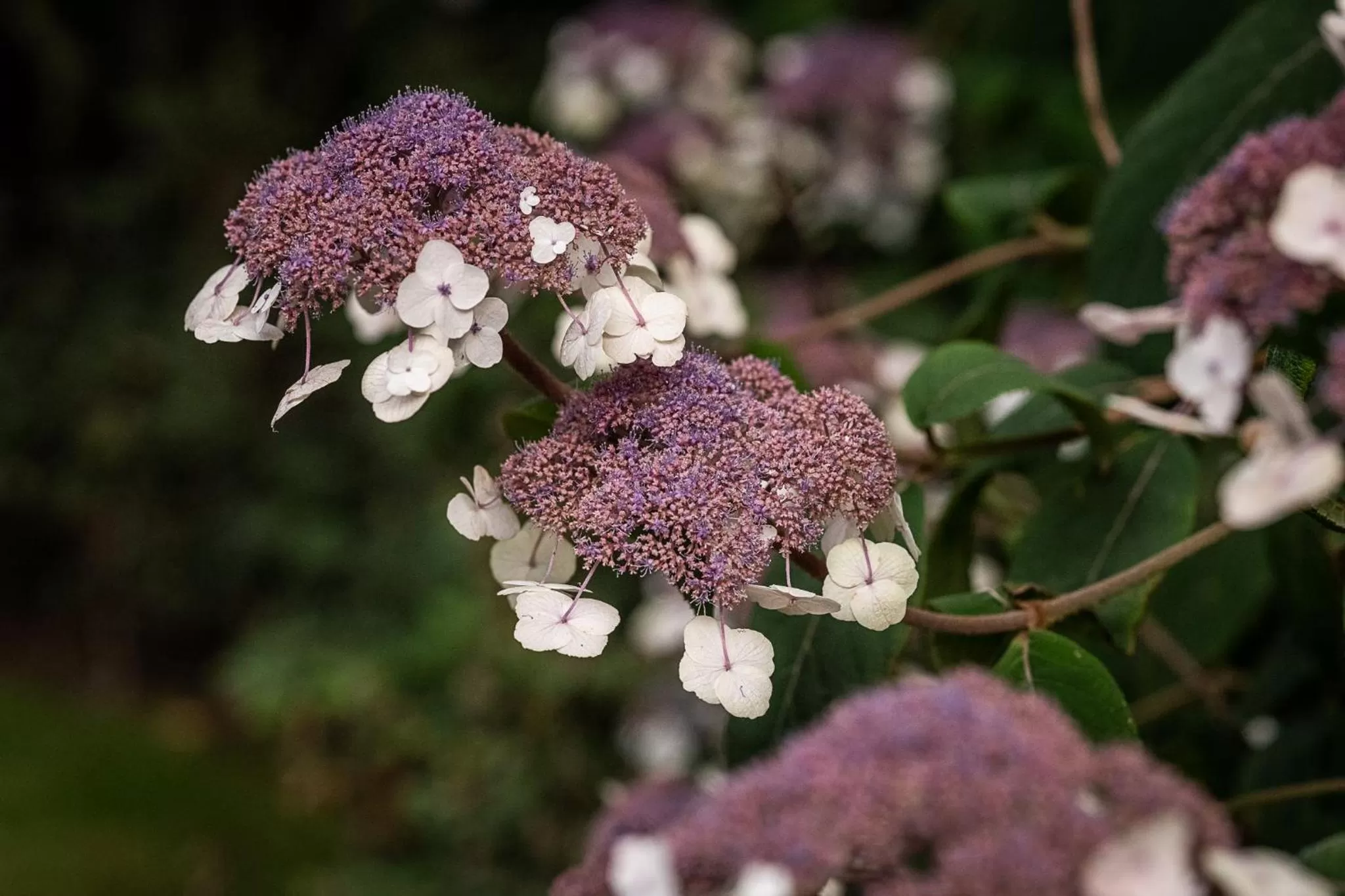 Decorative detail in Boutiquehotel 't Fraeyhuis - adults only