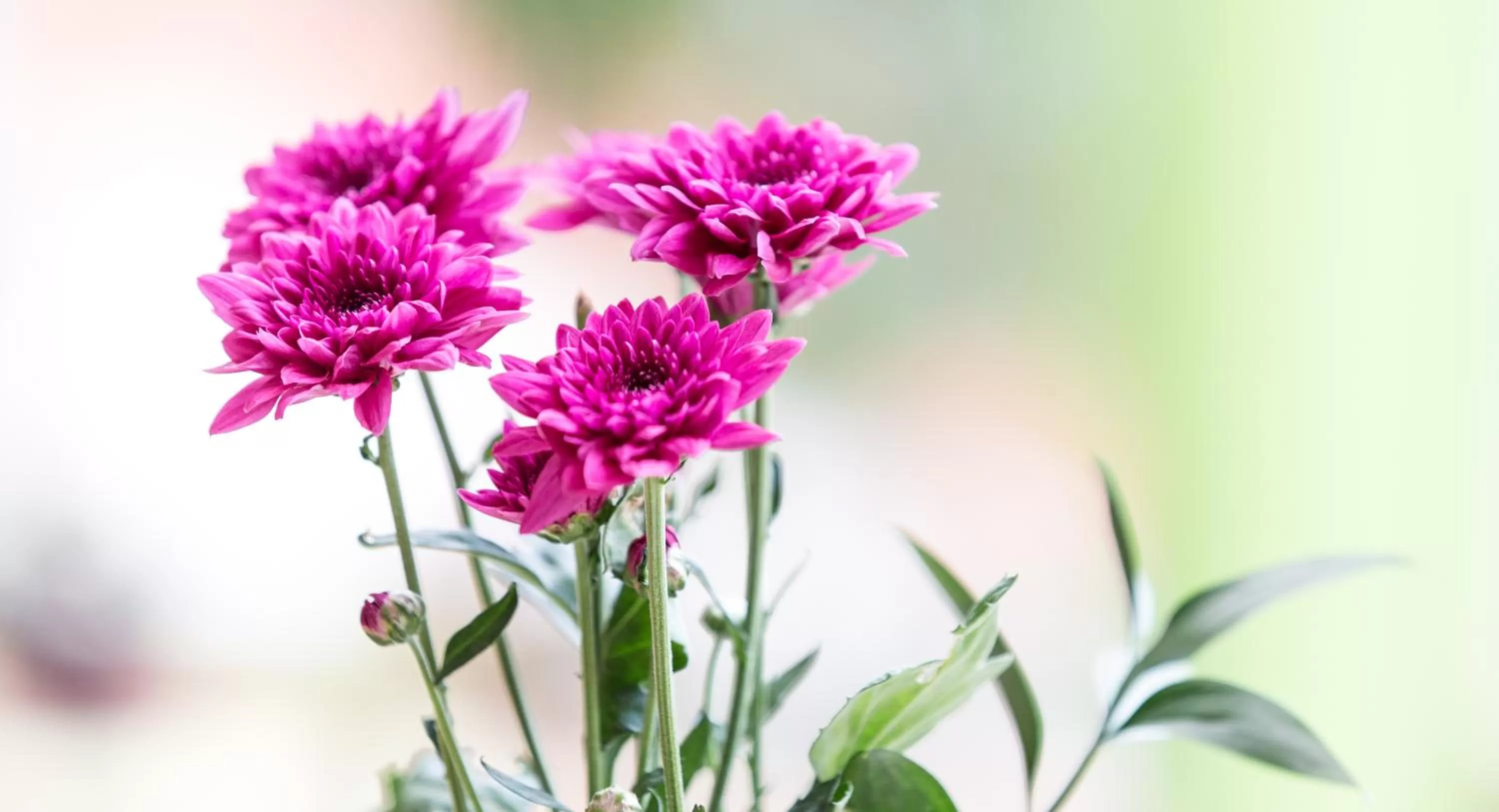 Decorative detail in Morasol Suites
