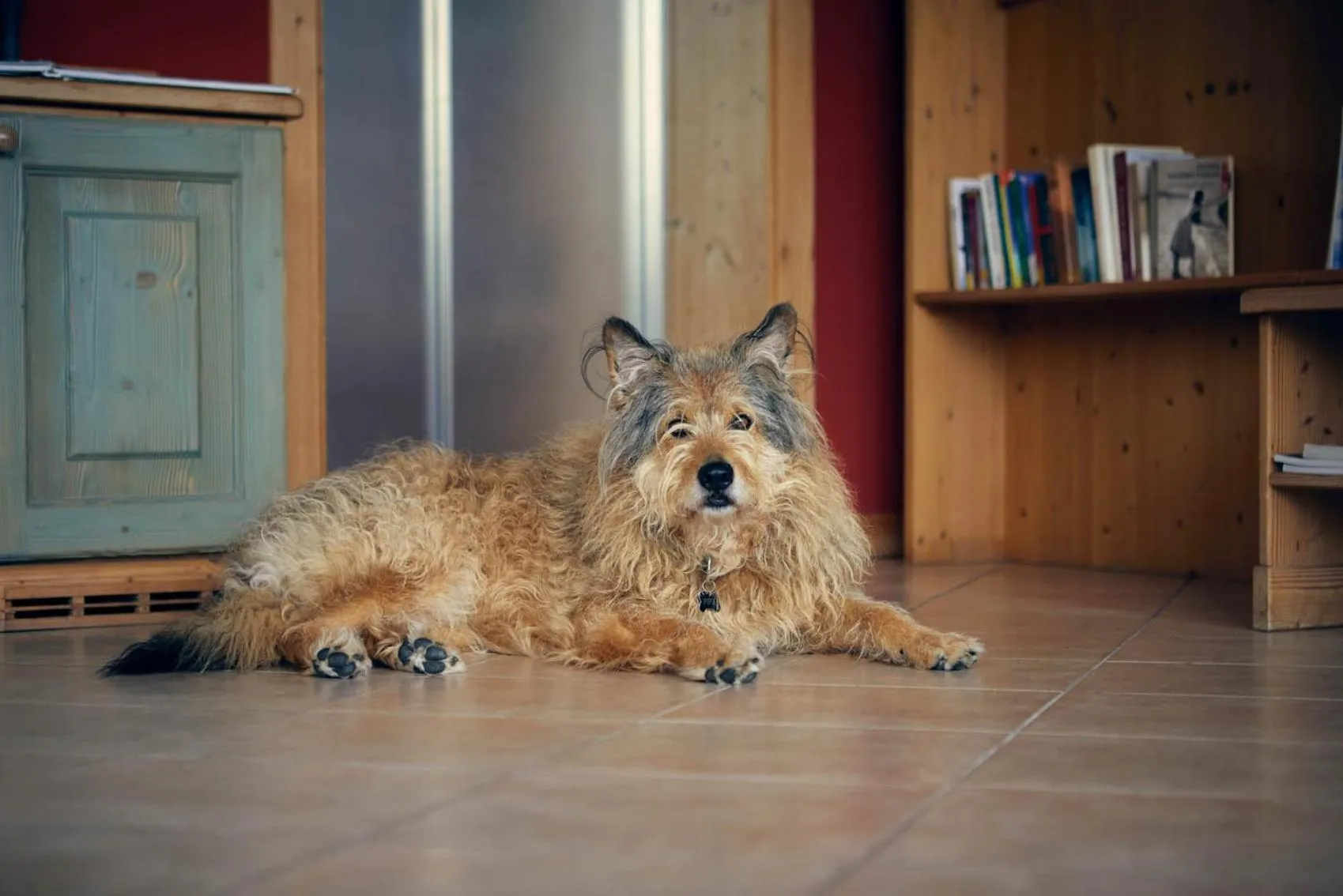 Animals in Hotel Garnì San Giorgio