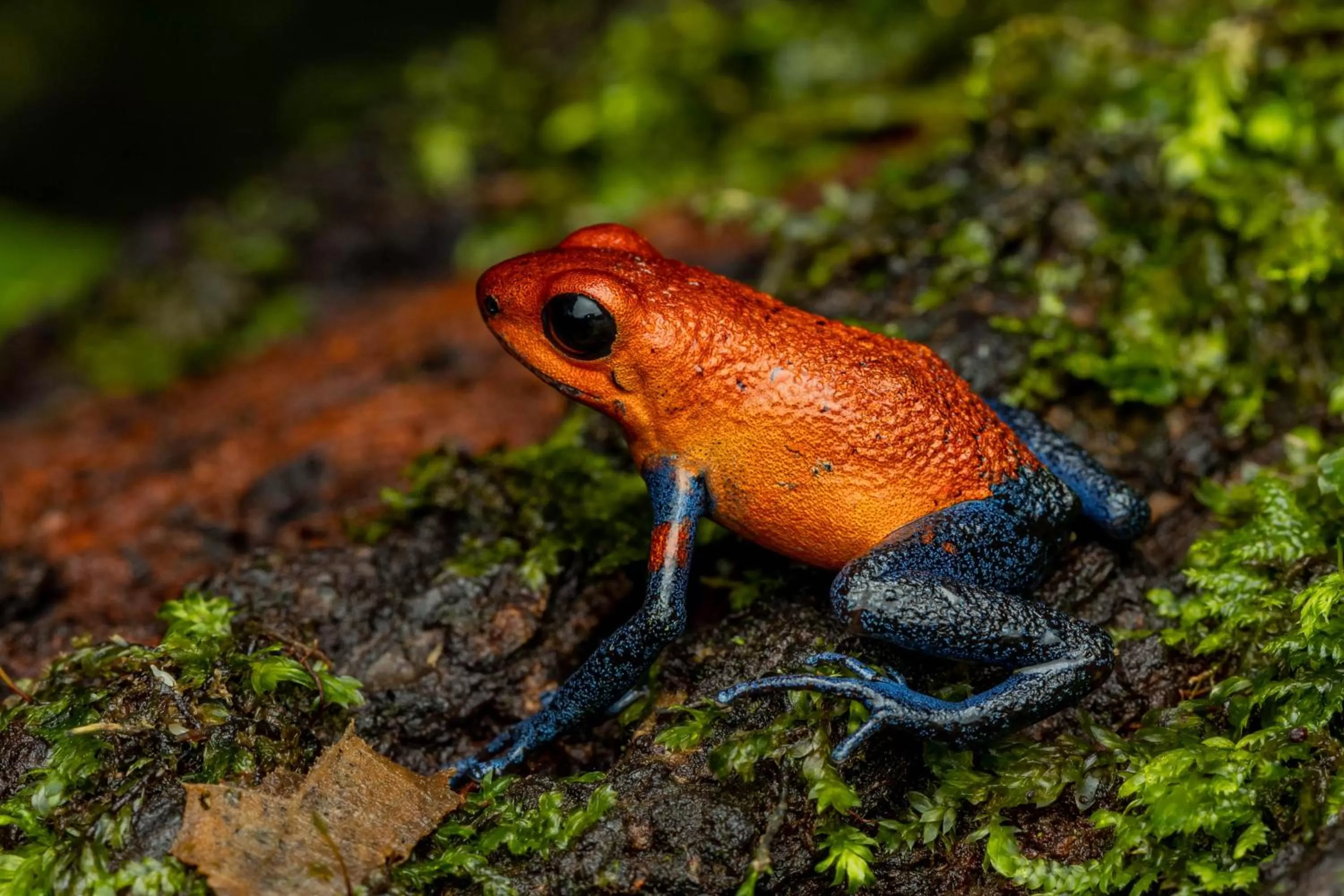 Animals in Noah's Forest Hotel by Tifakara