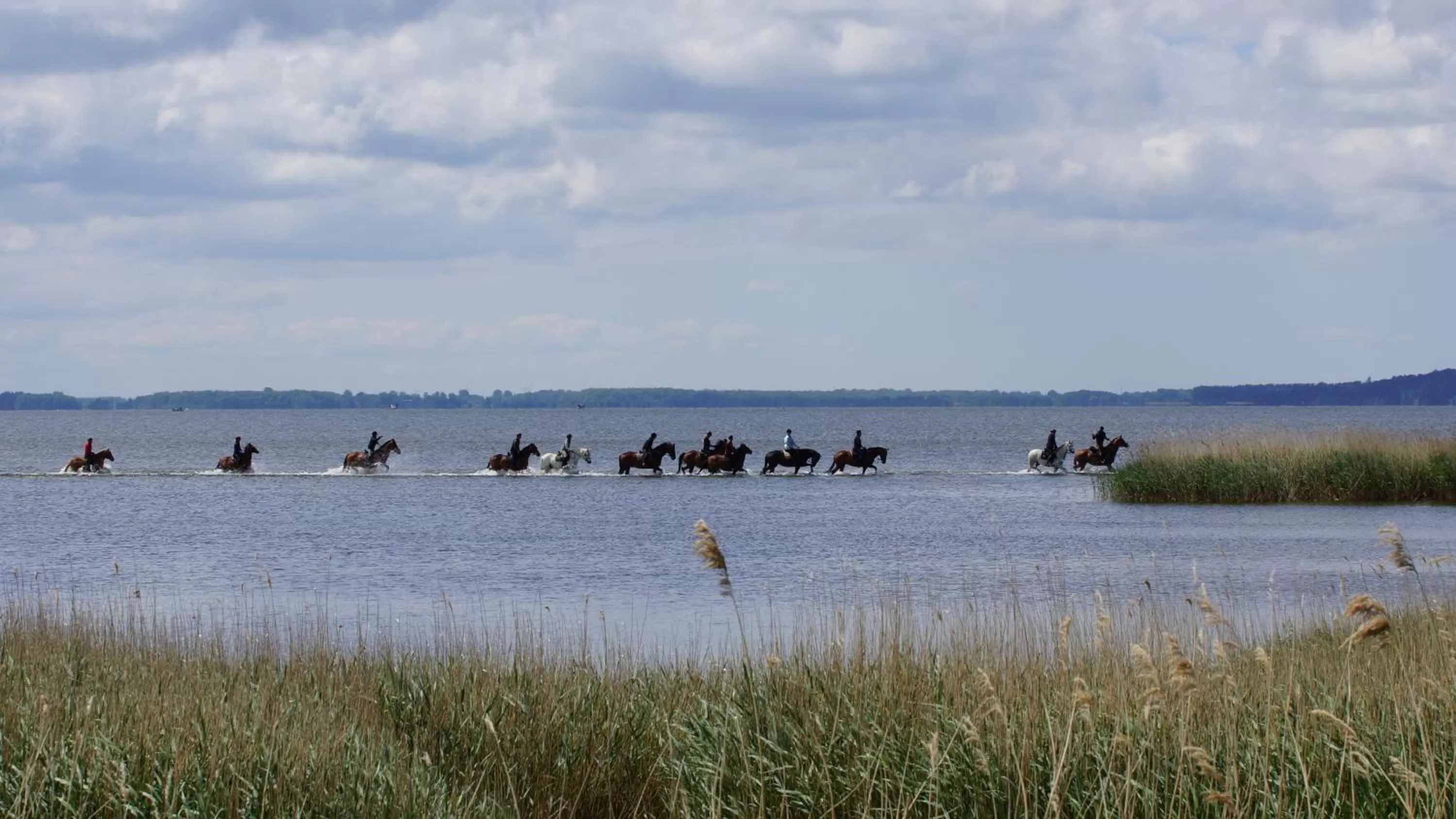 Horse-riding, Other Animals in Hotel Am Markt