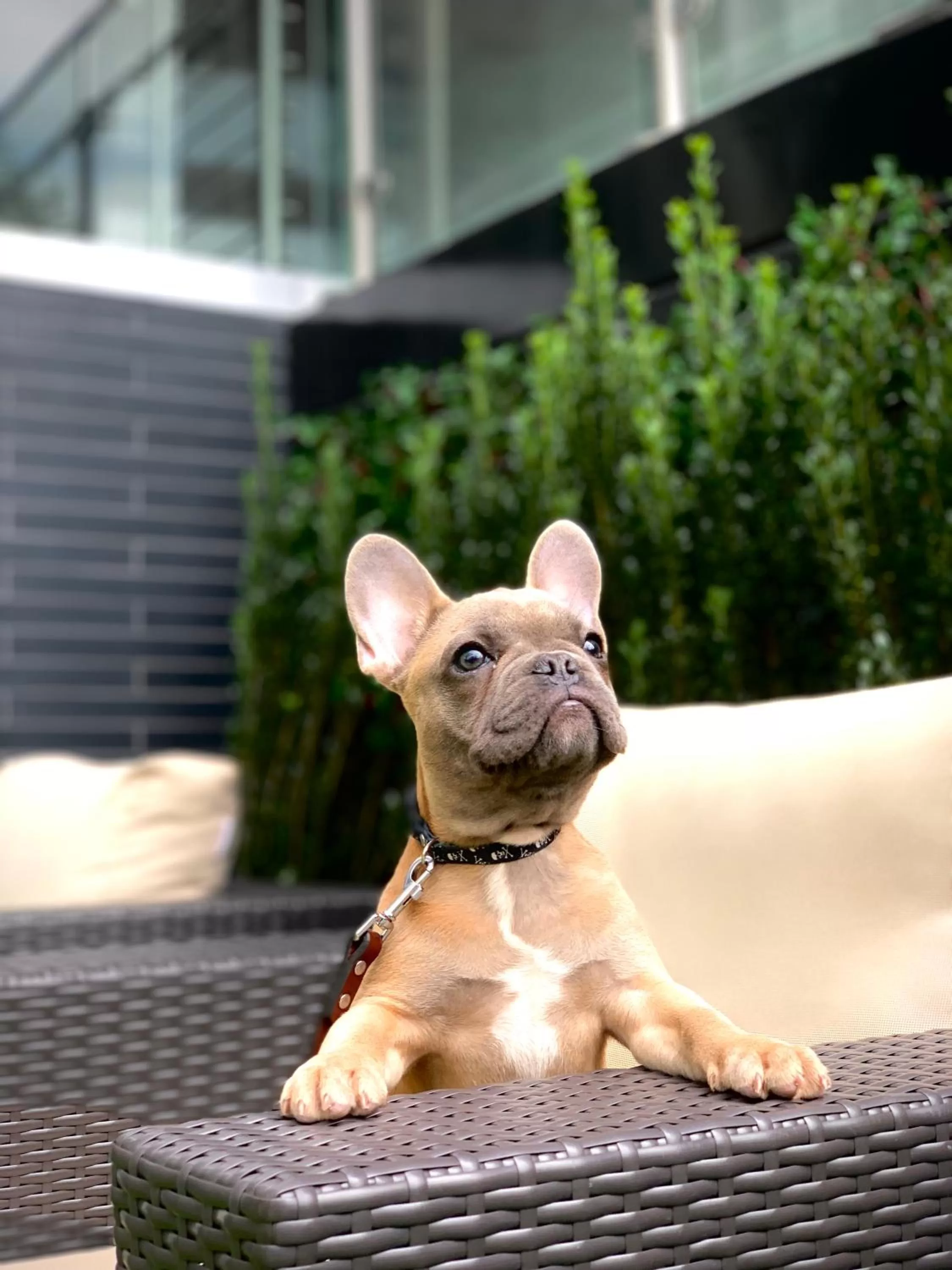 Pets in Wingate by Wyndham Bronx Haven Park