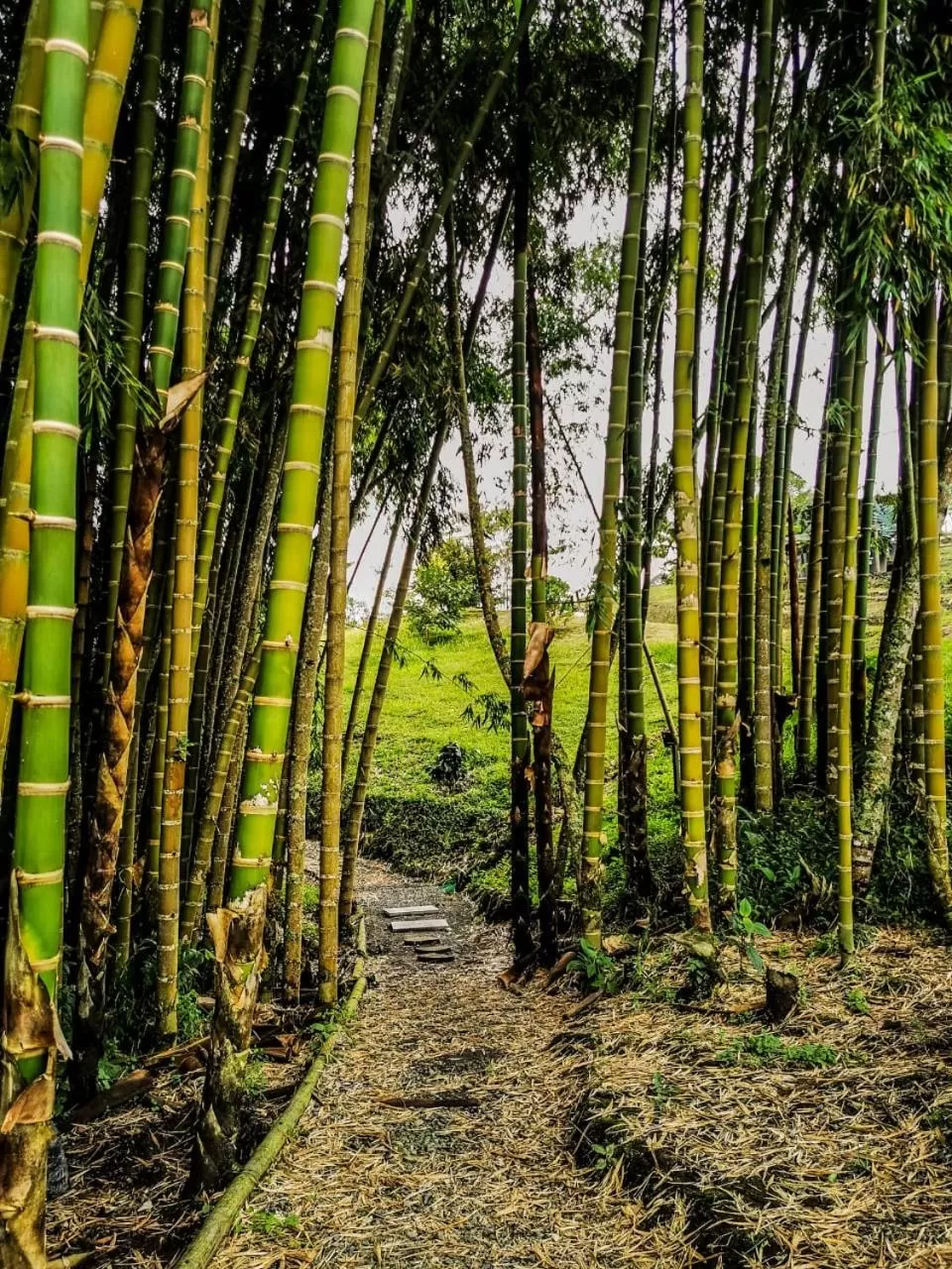 Natural landscape, Garden in Ecohotel Monte Tierra Habitaciones y Glamping