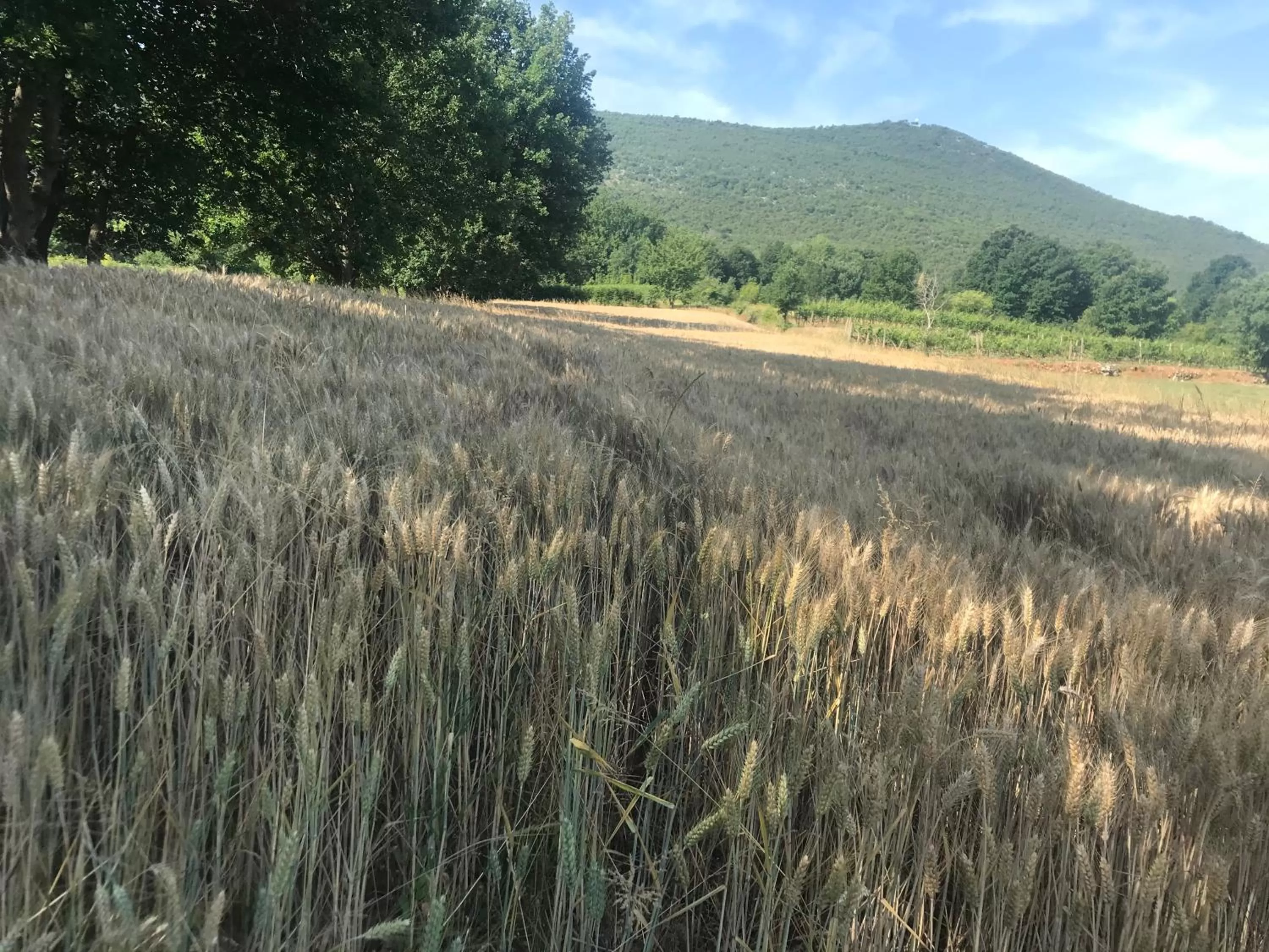 Restaurant/places to eat in Villa Flowers