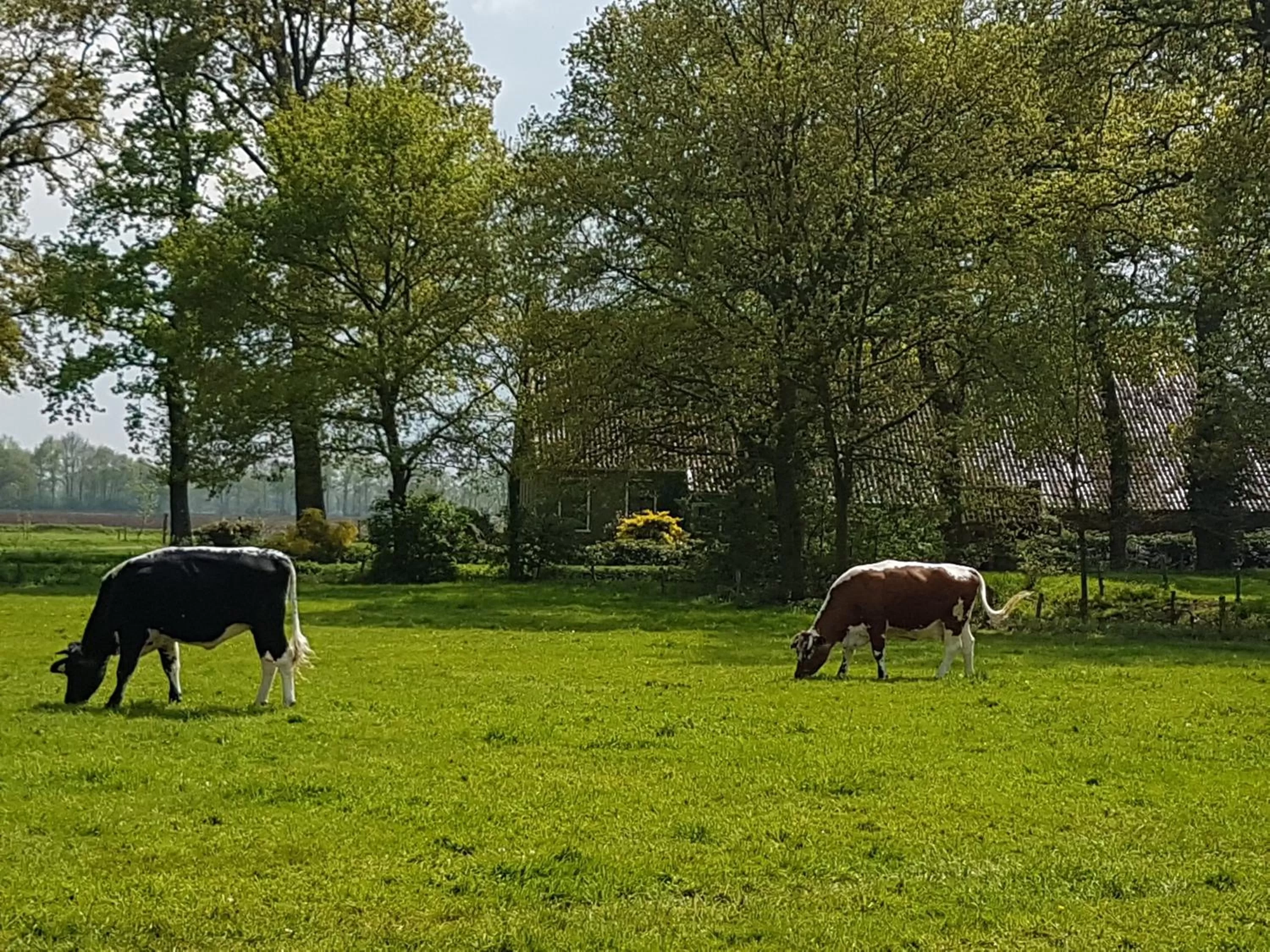 Natural landscape, Other Animals in De Hiddinghhoeve