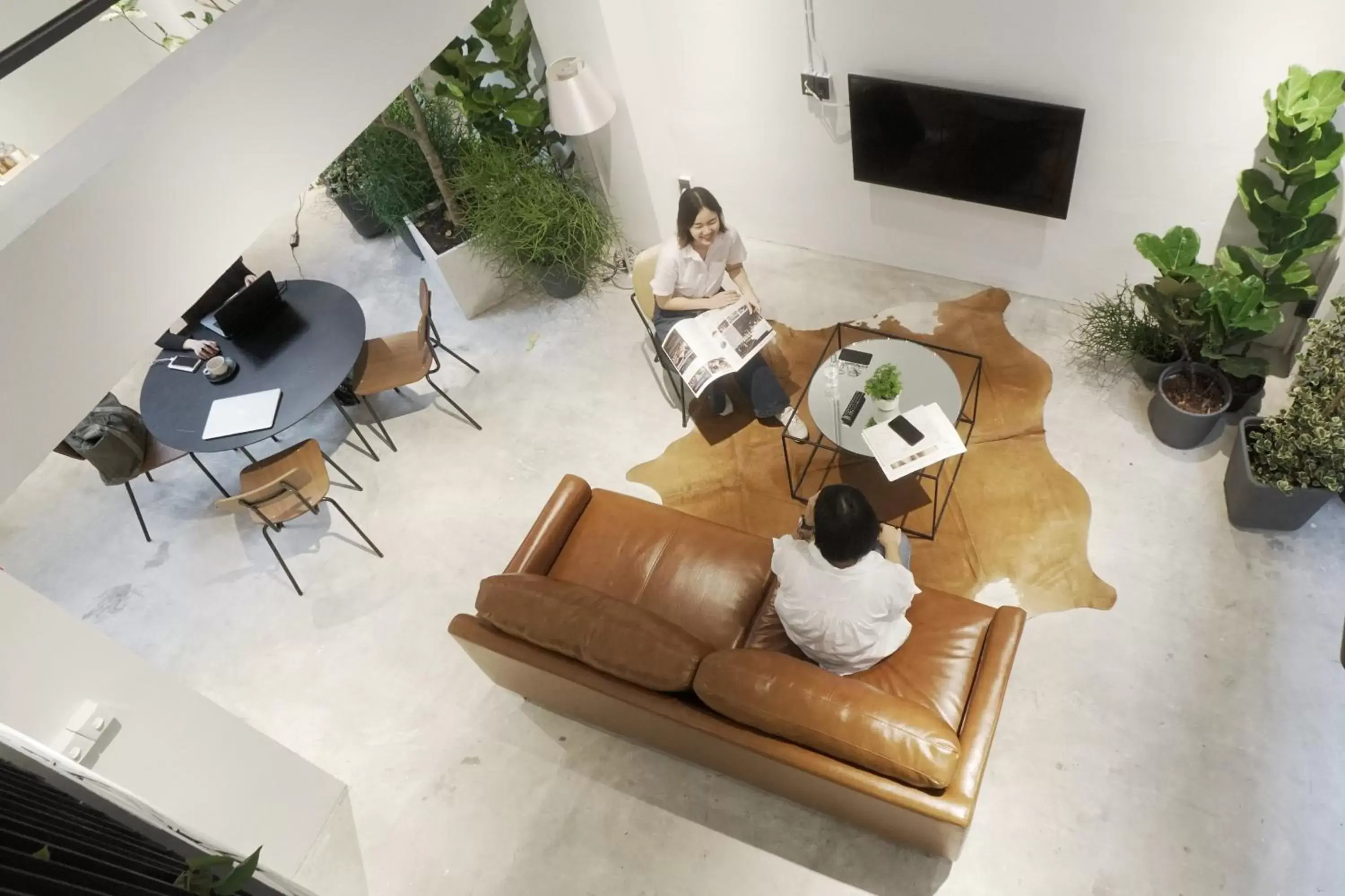 Chocolate box mint - SHA Plus Chocolate box mint - SHA Plus