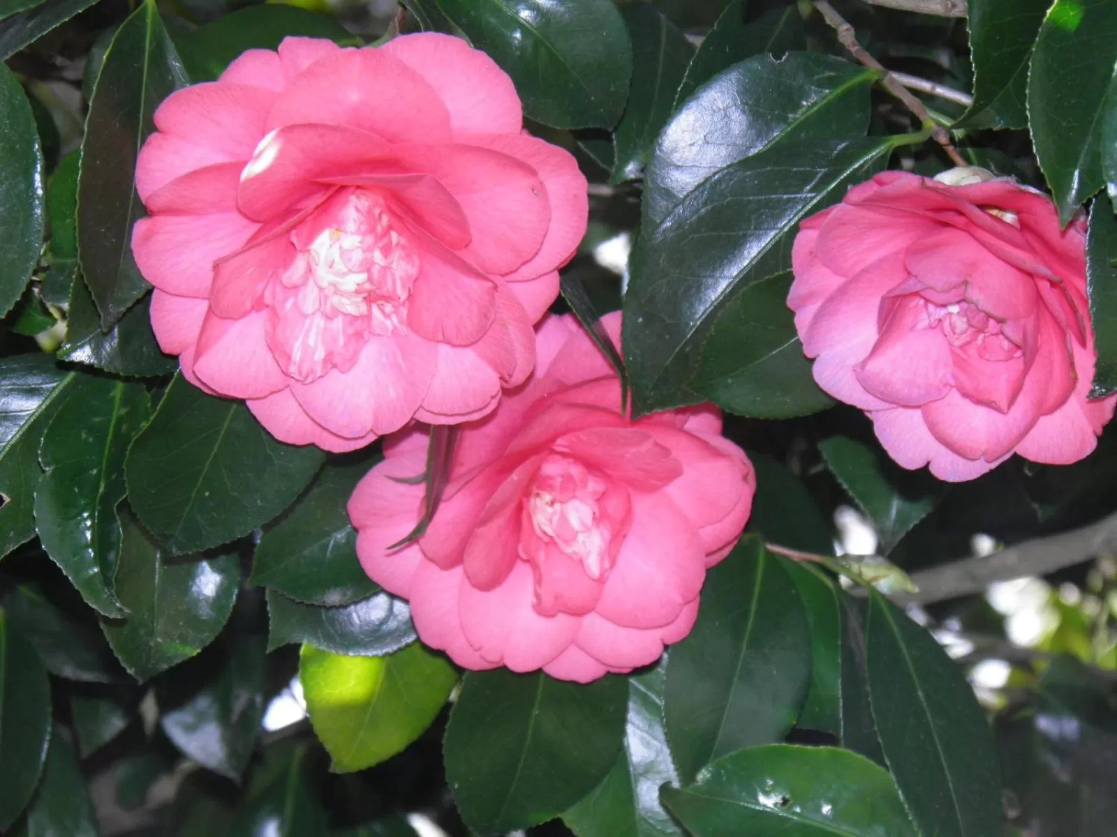 Chambres d'hôtes Manoir Ker-Huella