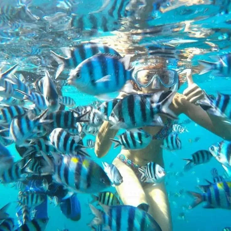 Other Animals in Seashore Villa