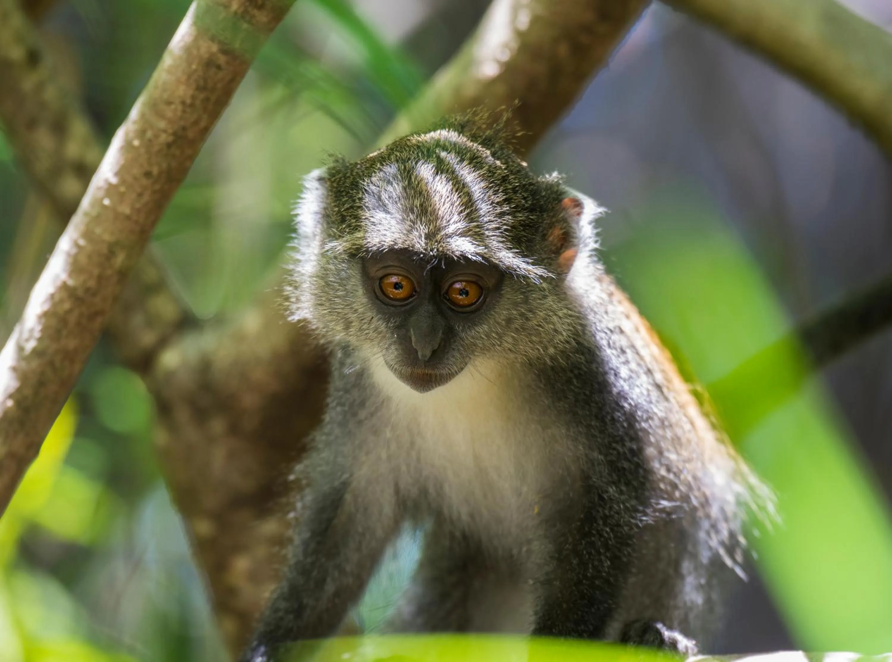 Animals in Amani Beach Resort