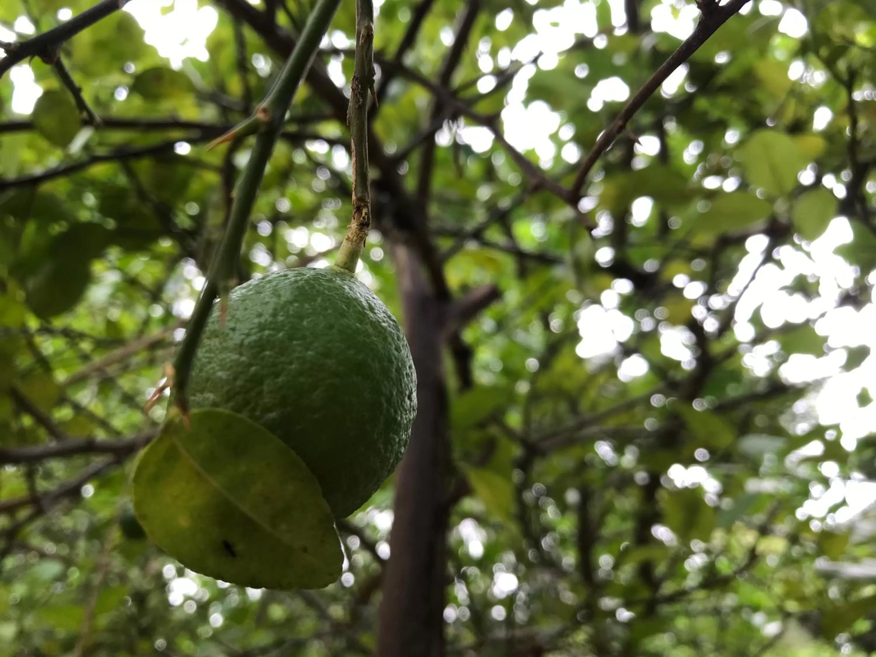 Other Animals in Green Edge Residences