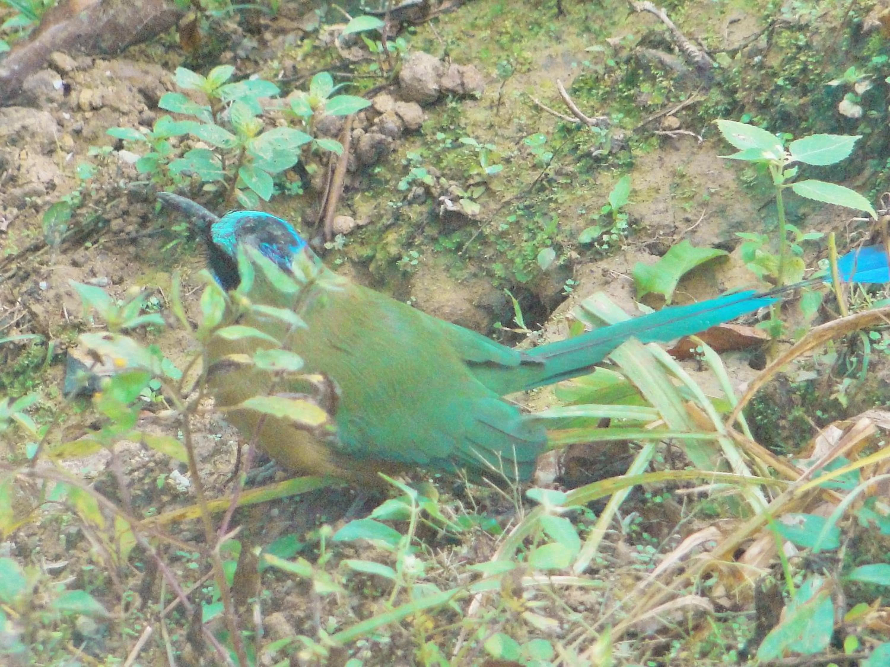 Pets in Hosteria Florecer