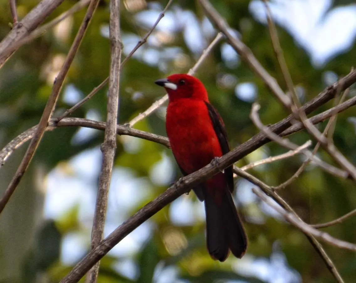 Other Animals in Pousada Canto Bella Terra