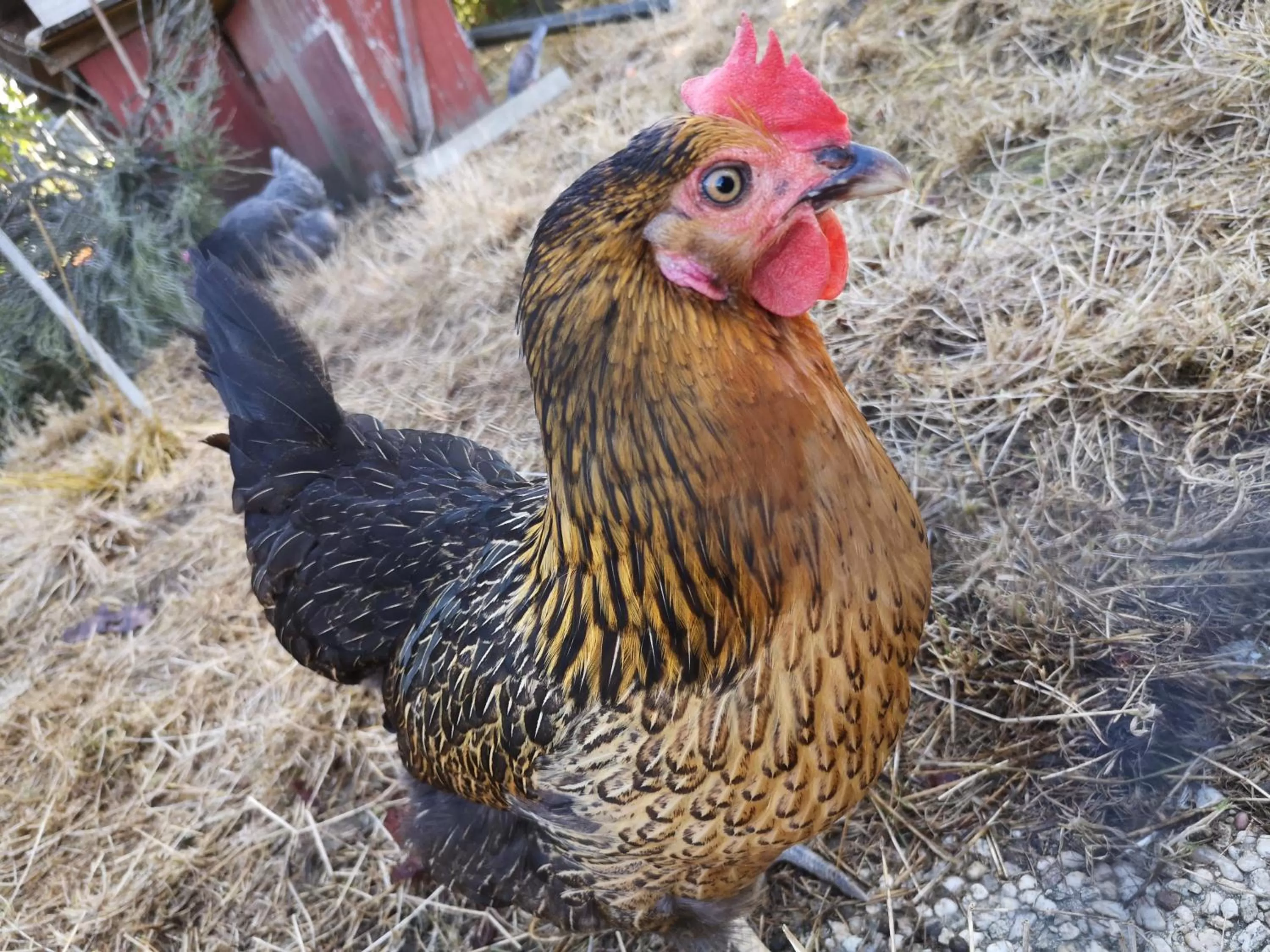 Animals in Domaine de la Borde