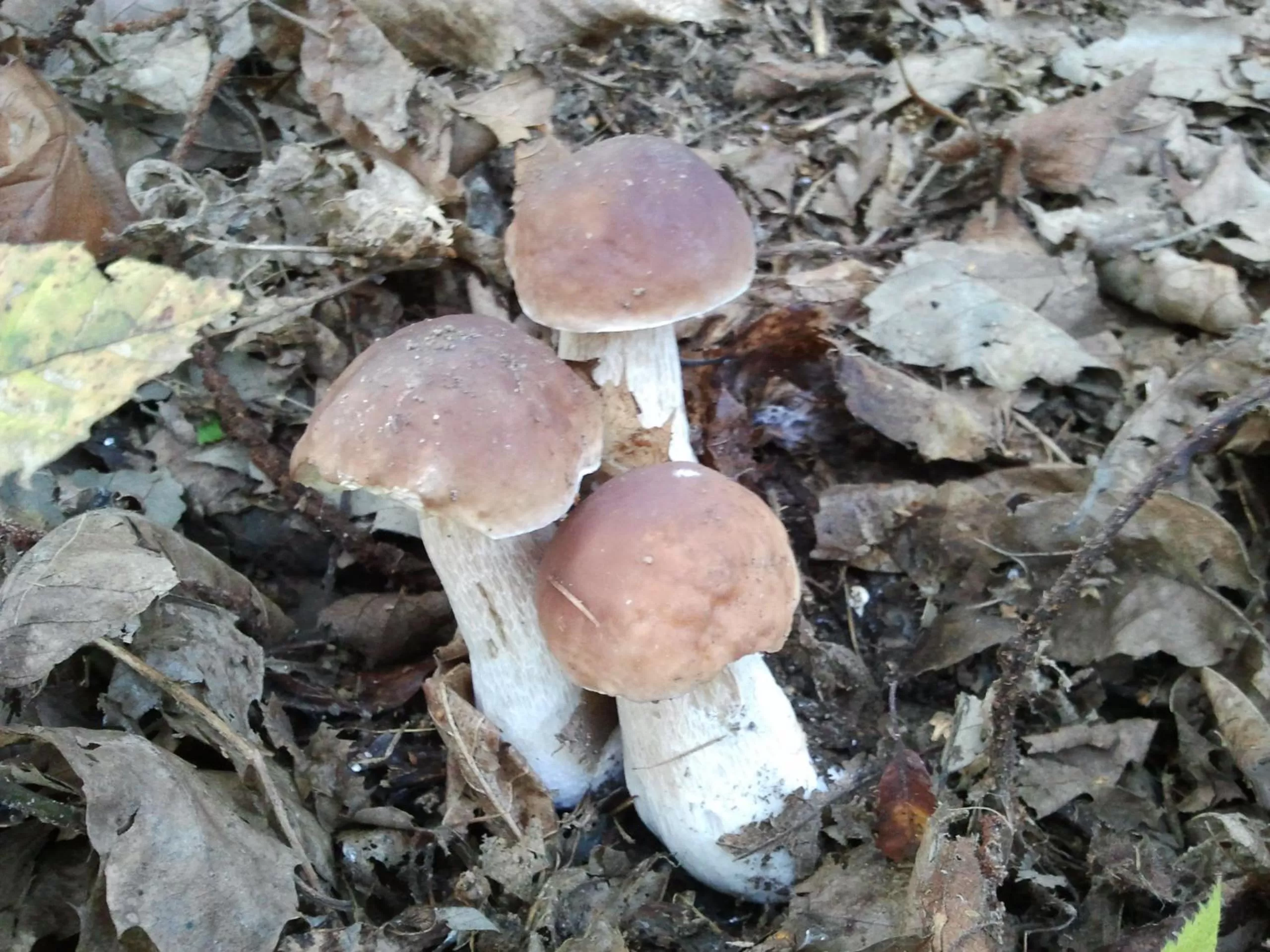 Food and drinks in B&B Villa Tavallini