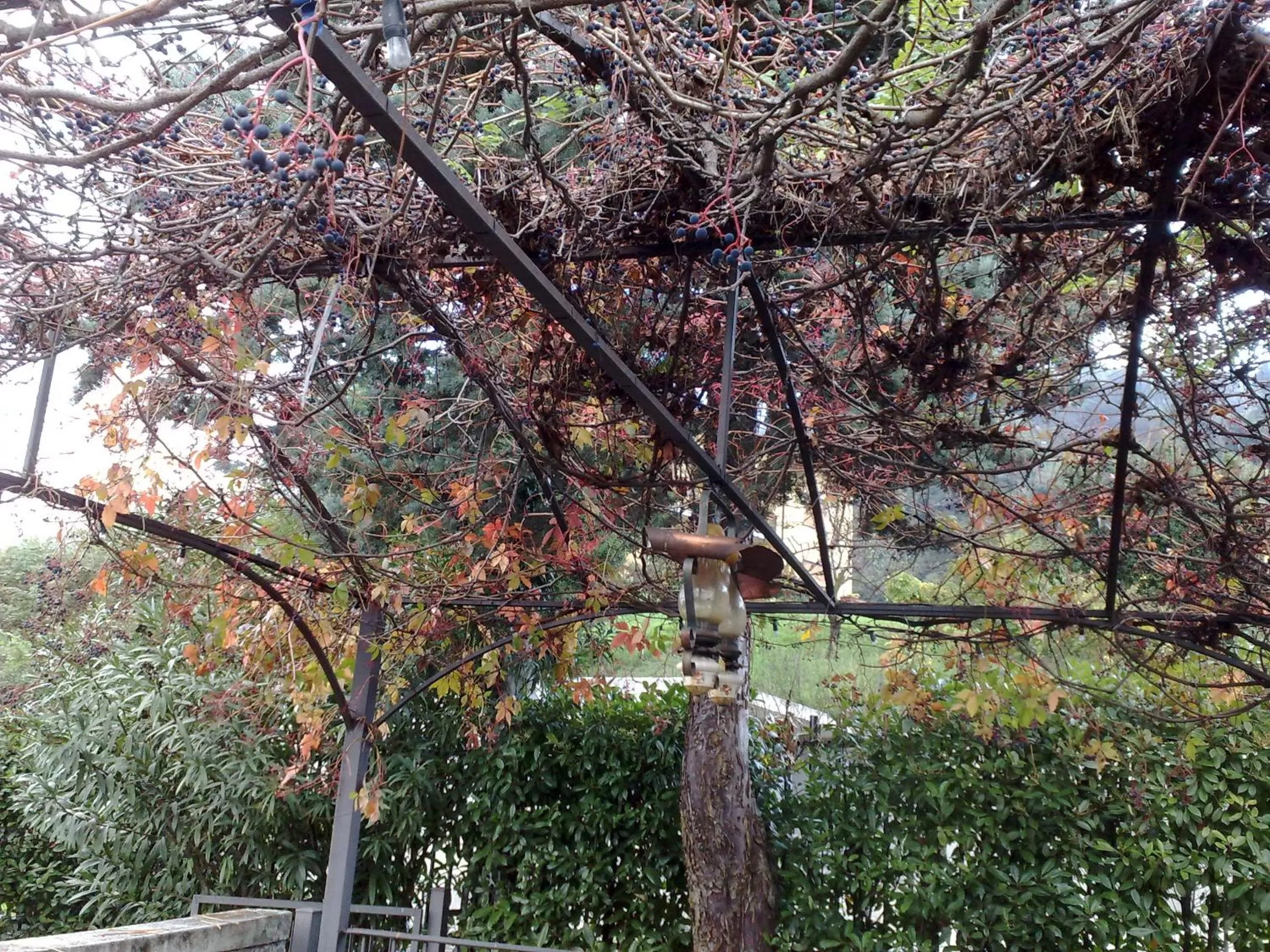 Garden in Villa Stefy