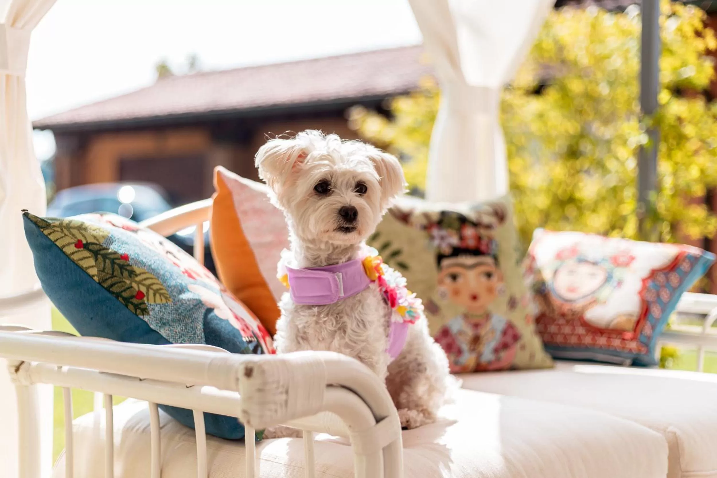 Pets in B&B Sweet Dreams