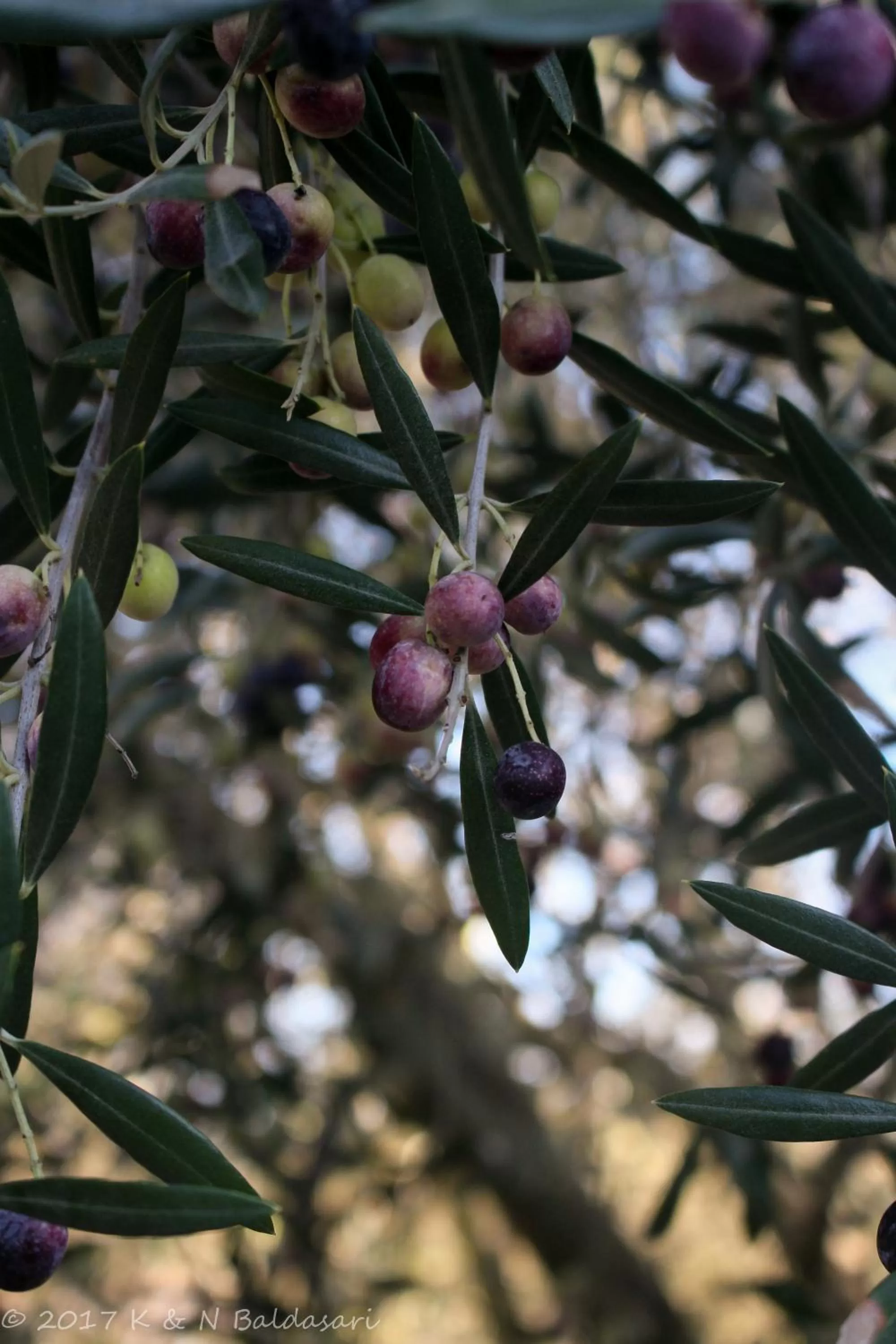 The Eden House Vineyard