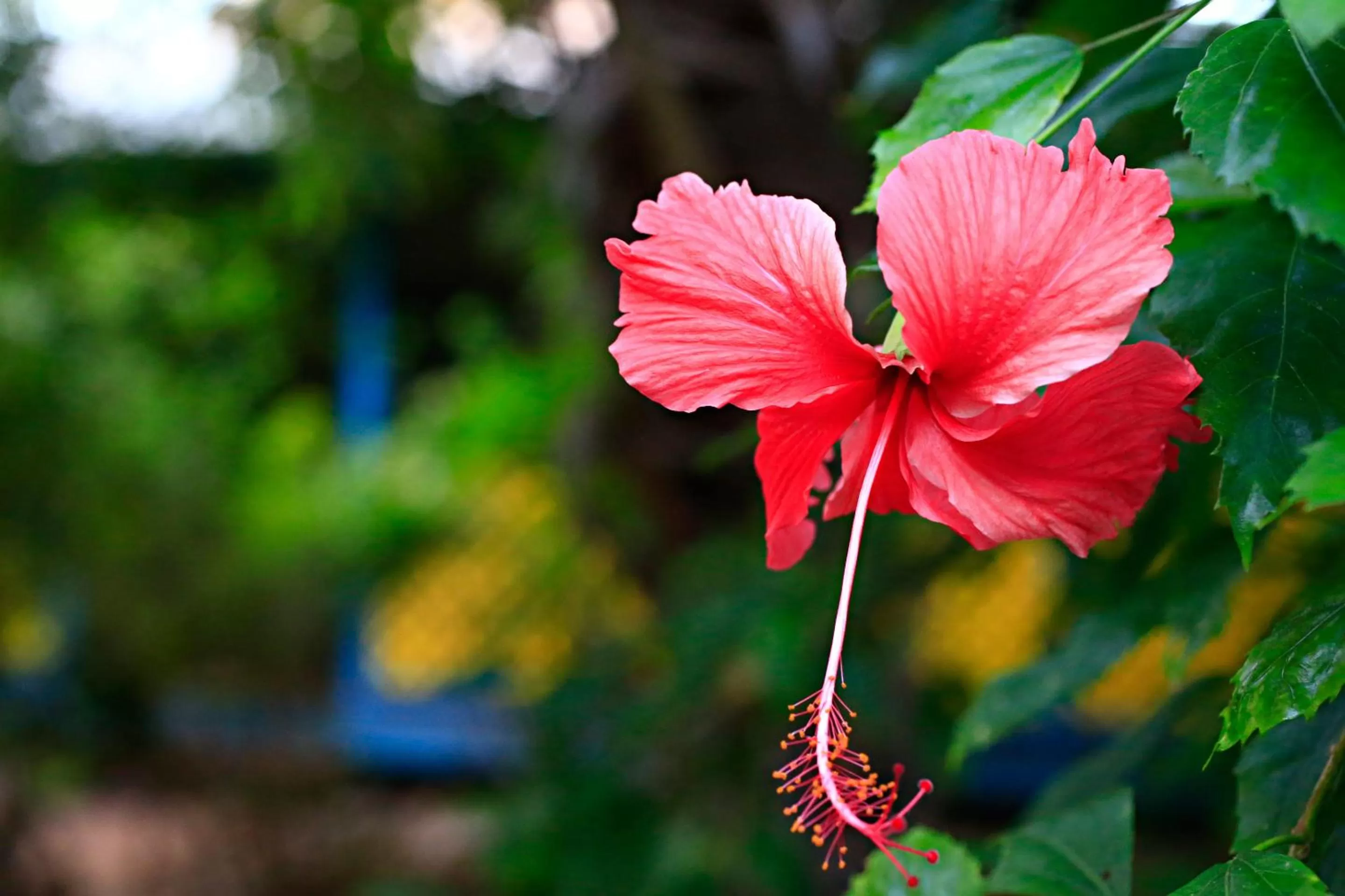 Garden in Habitat Resort