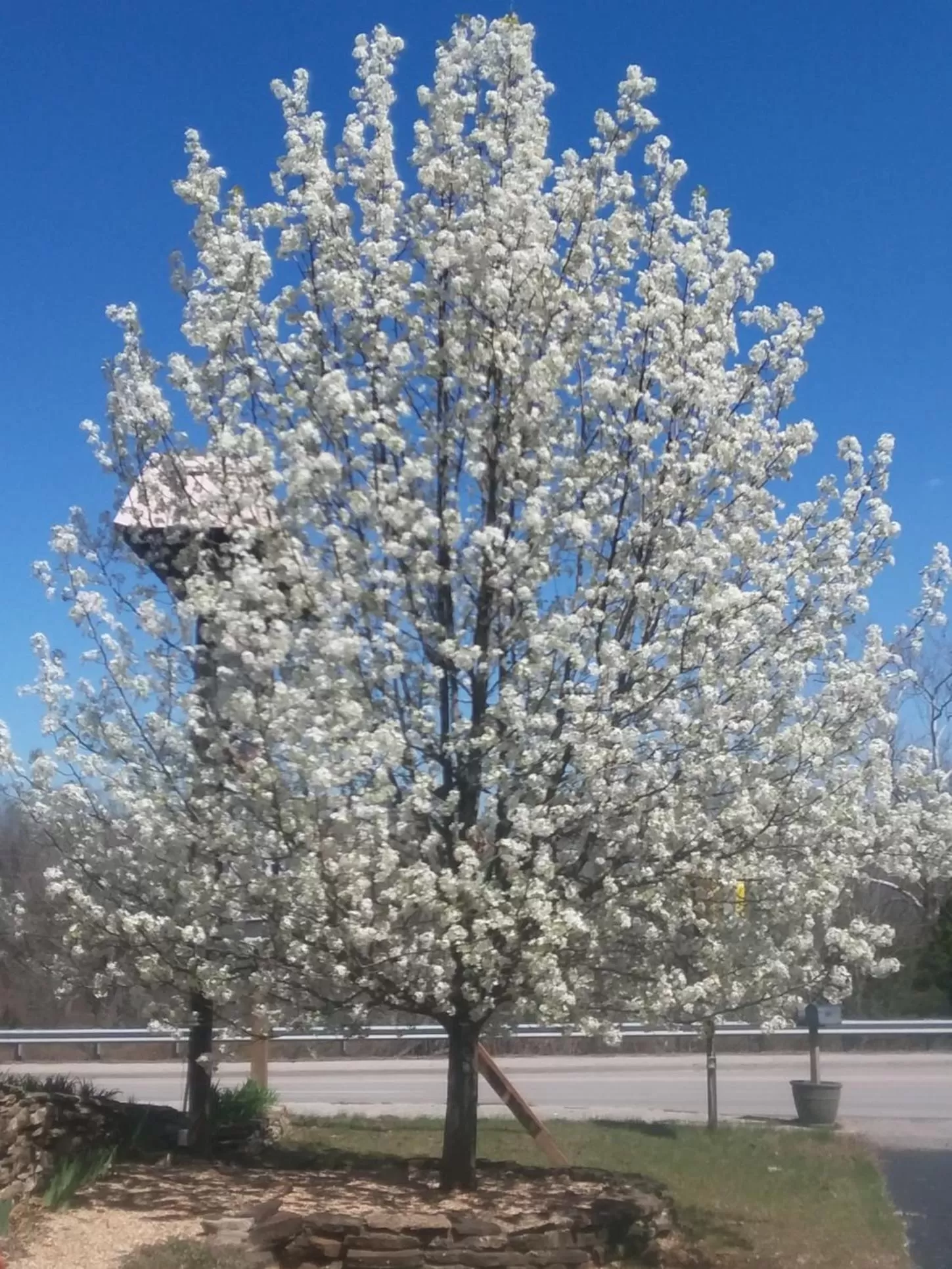 Shady Acre Inn and Suites