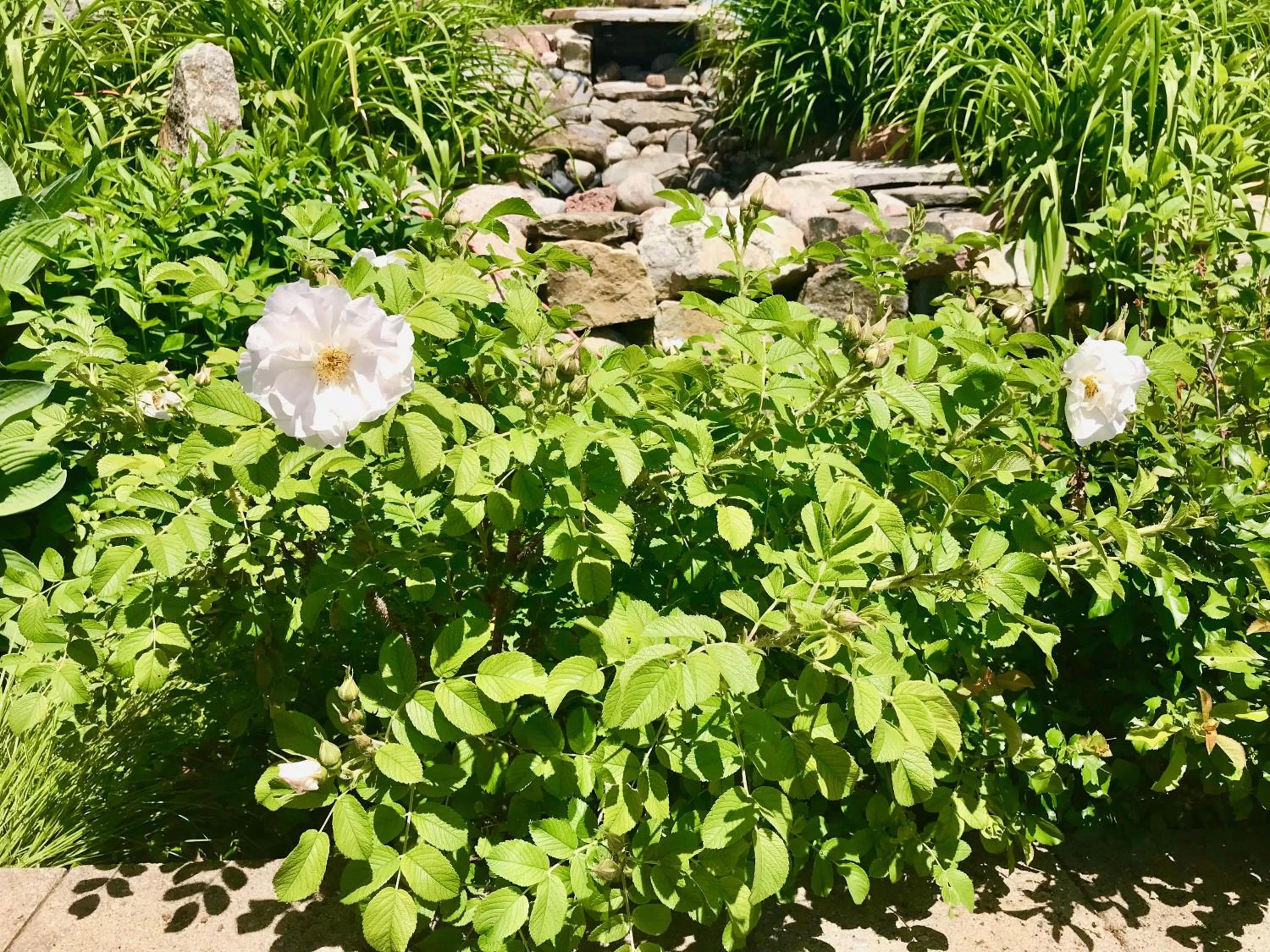 Garden in Auberge Tom B&B