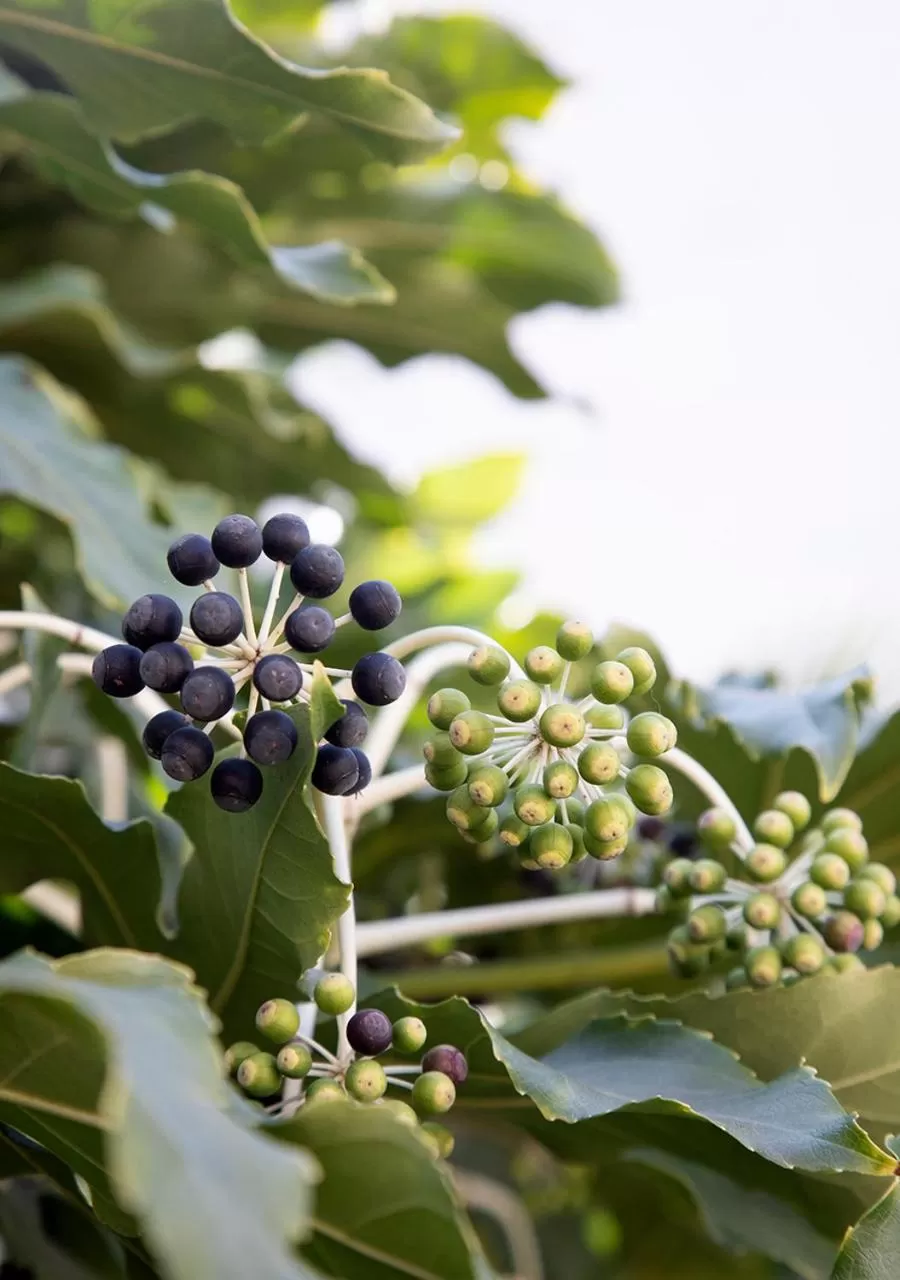 Garden in The Greenhouse