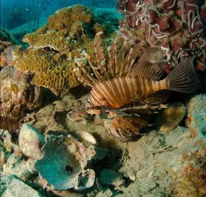 Snorkeling in Jasmin Garden Koh Kood