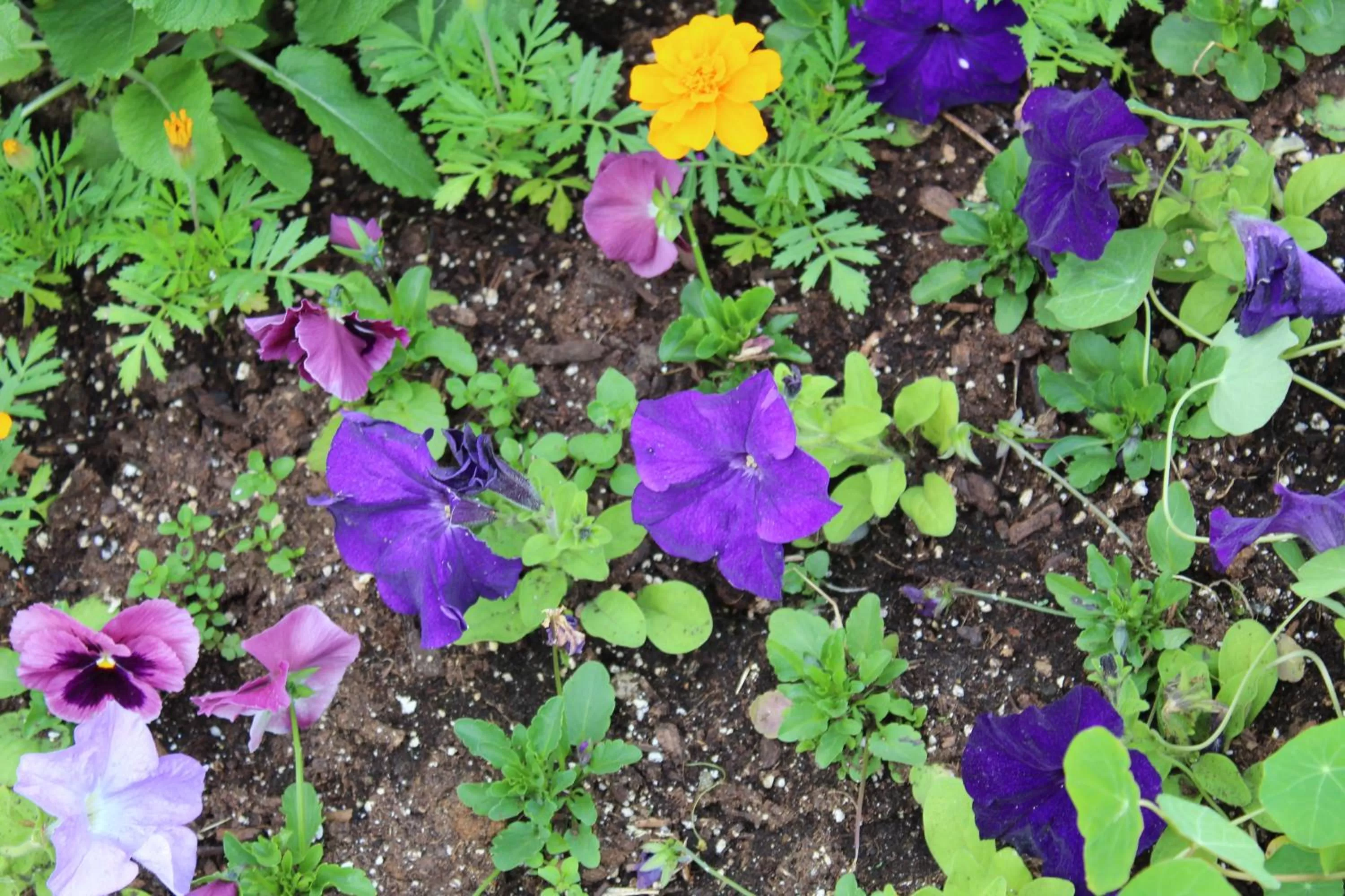 Garden in Four Columns Inn