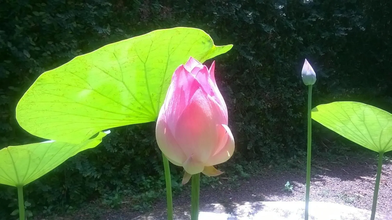 Garden, Other Animals in Fenn Hall