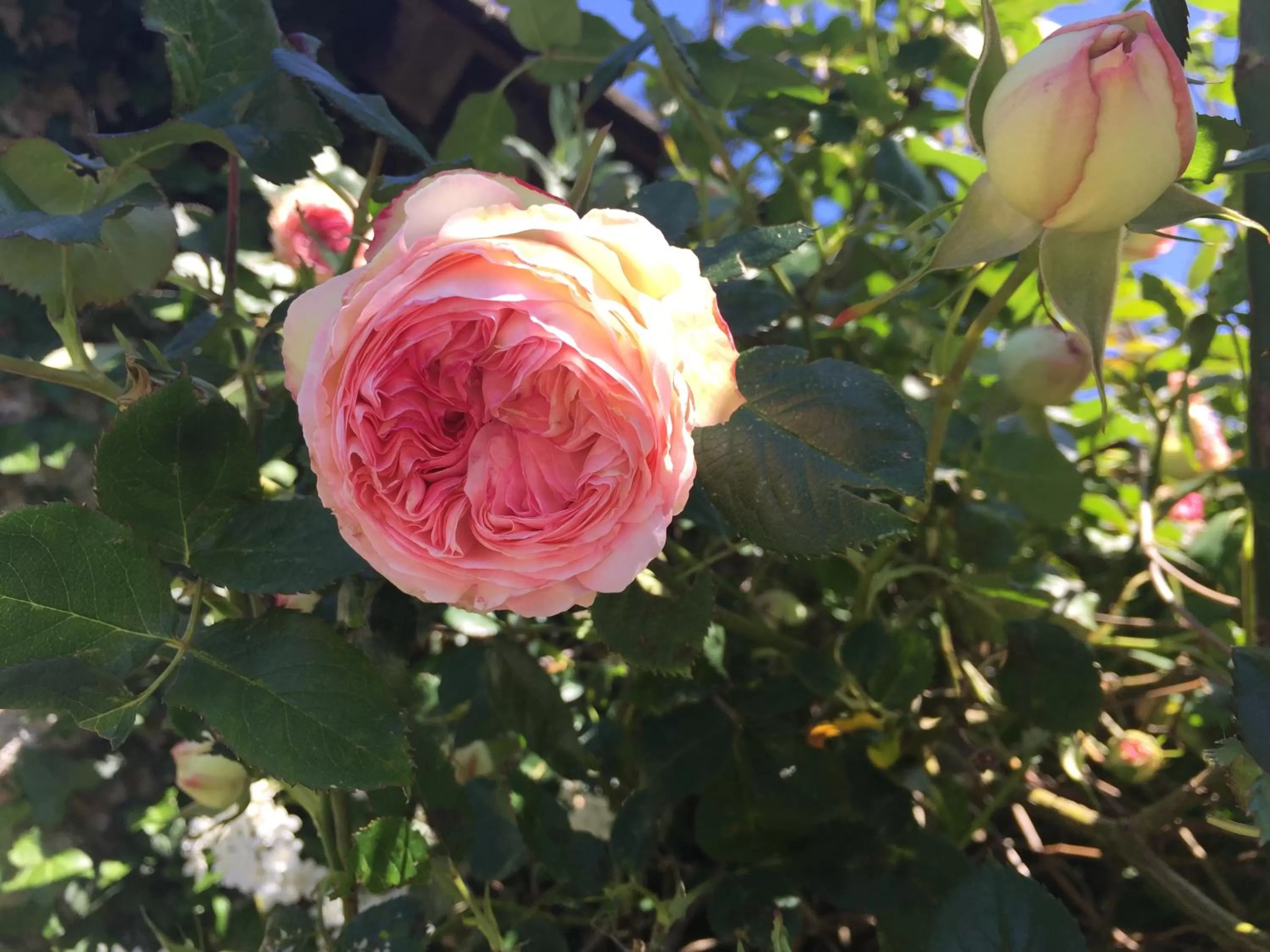 Spring in Le Clos du Gusquel