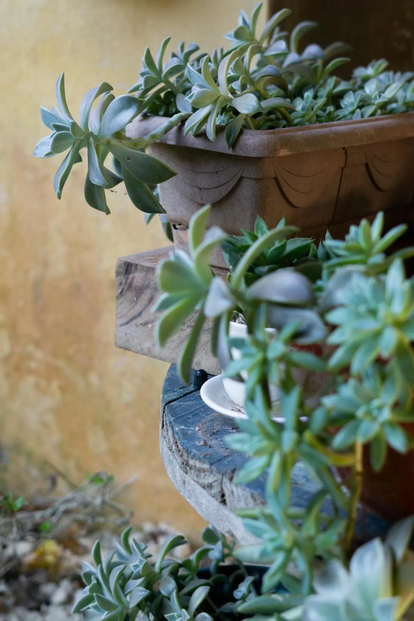 Casa dos Açores Cama e Café