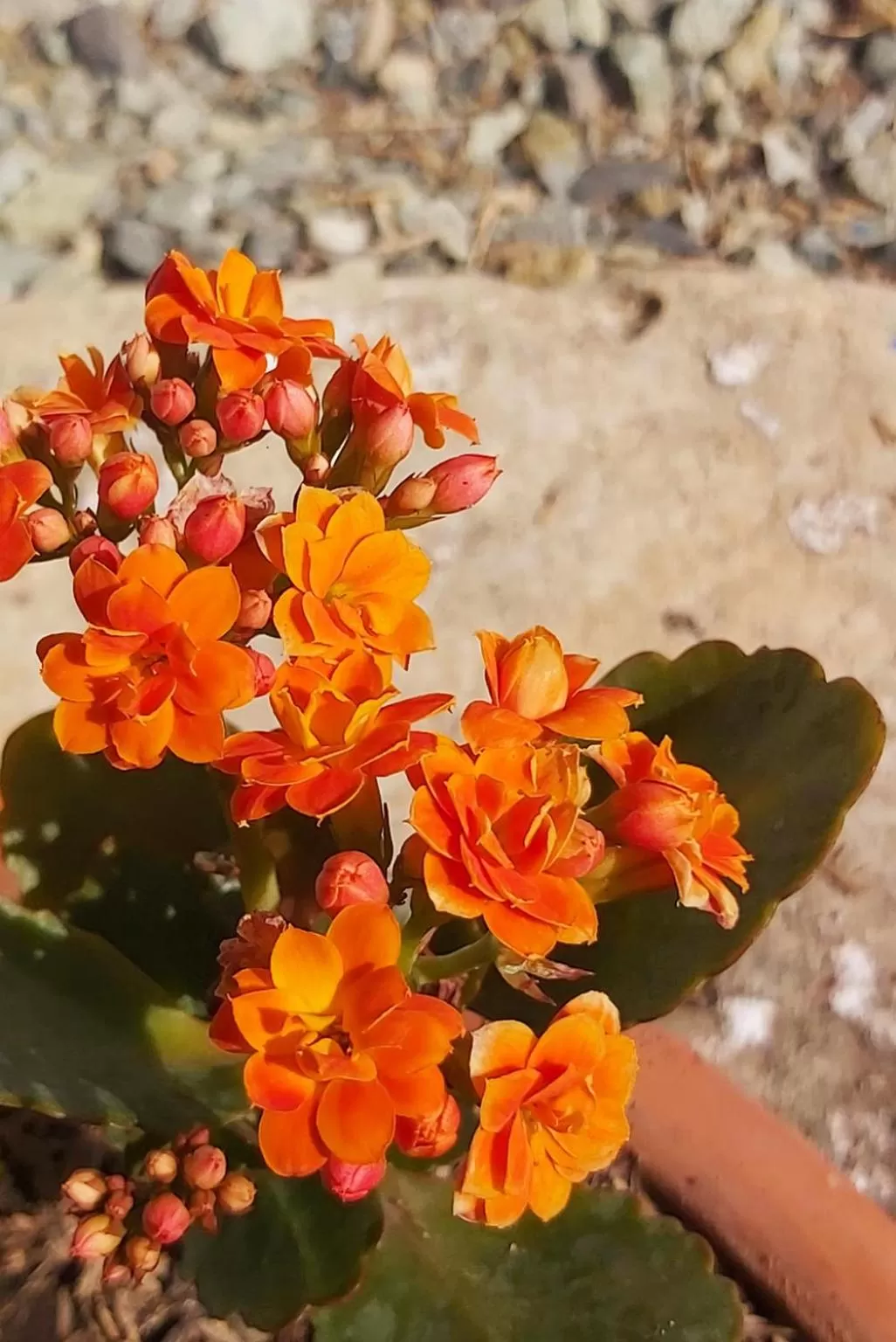 Natural landscape in Balsora Hotel Boutique