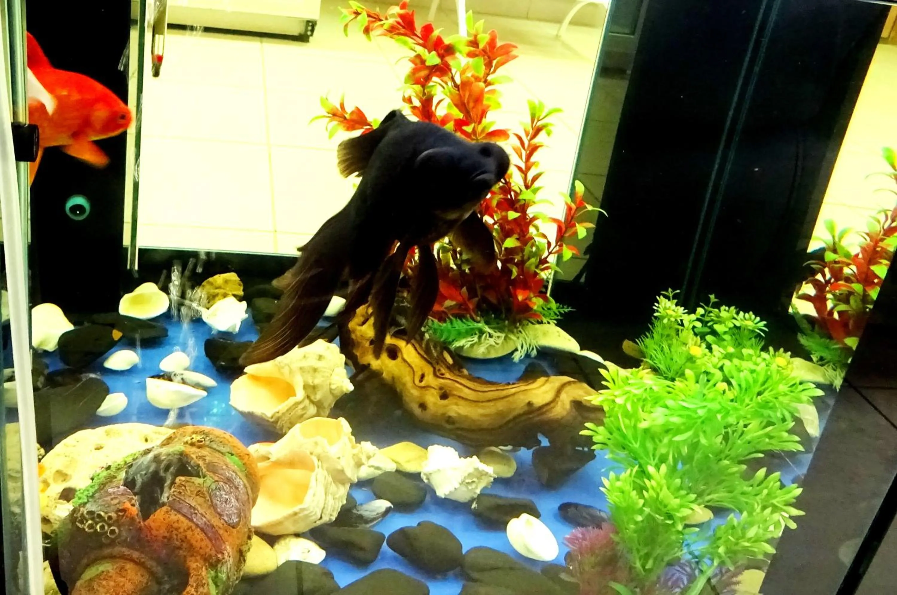 Lobby or reception in Family Hotel Dalis