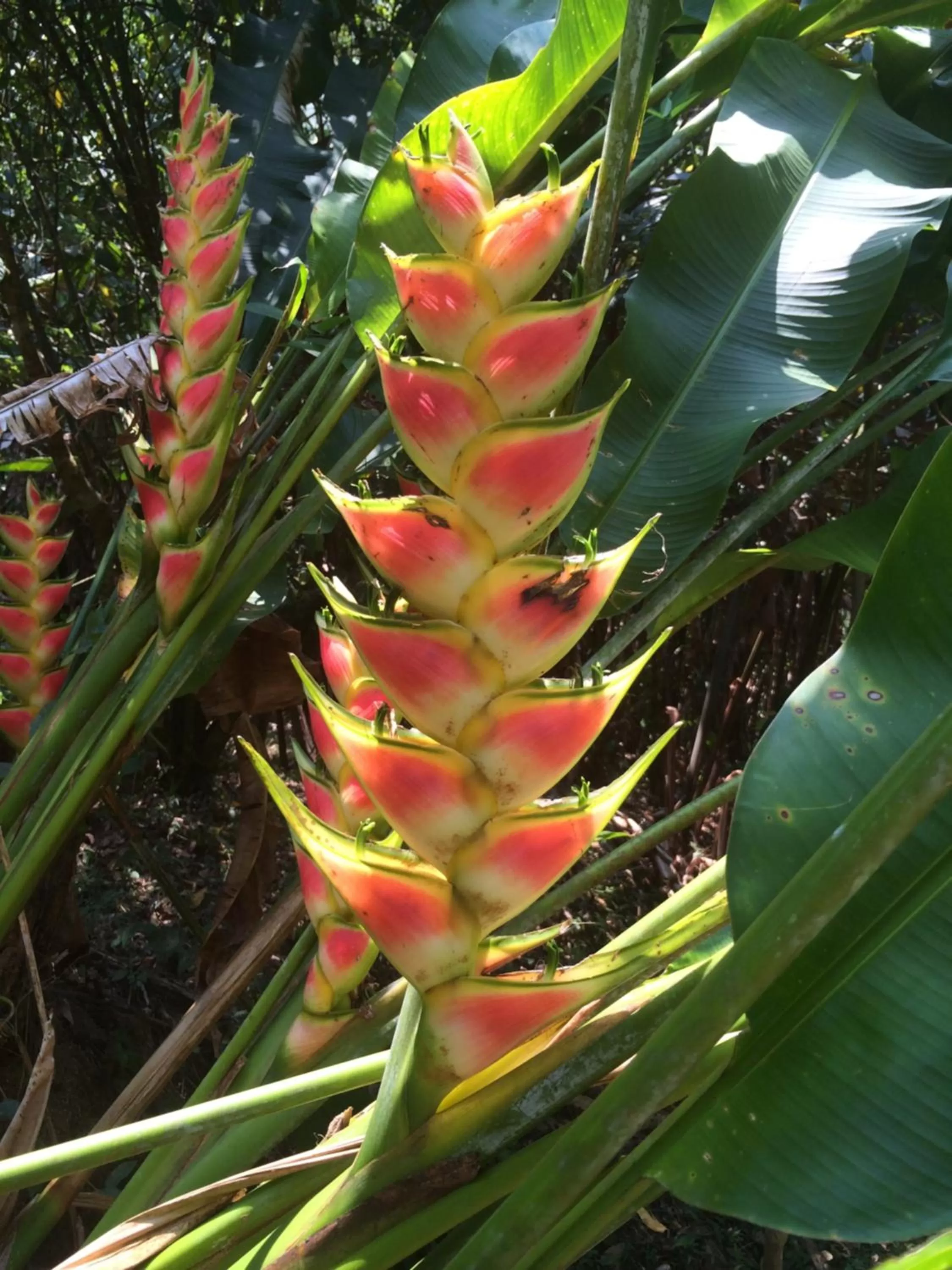 View (from property/room), Other Animals in Sun Creek Lodge