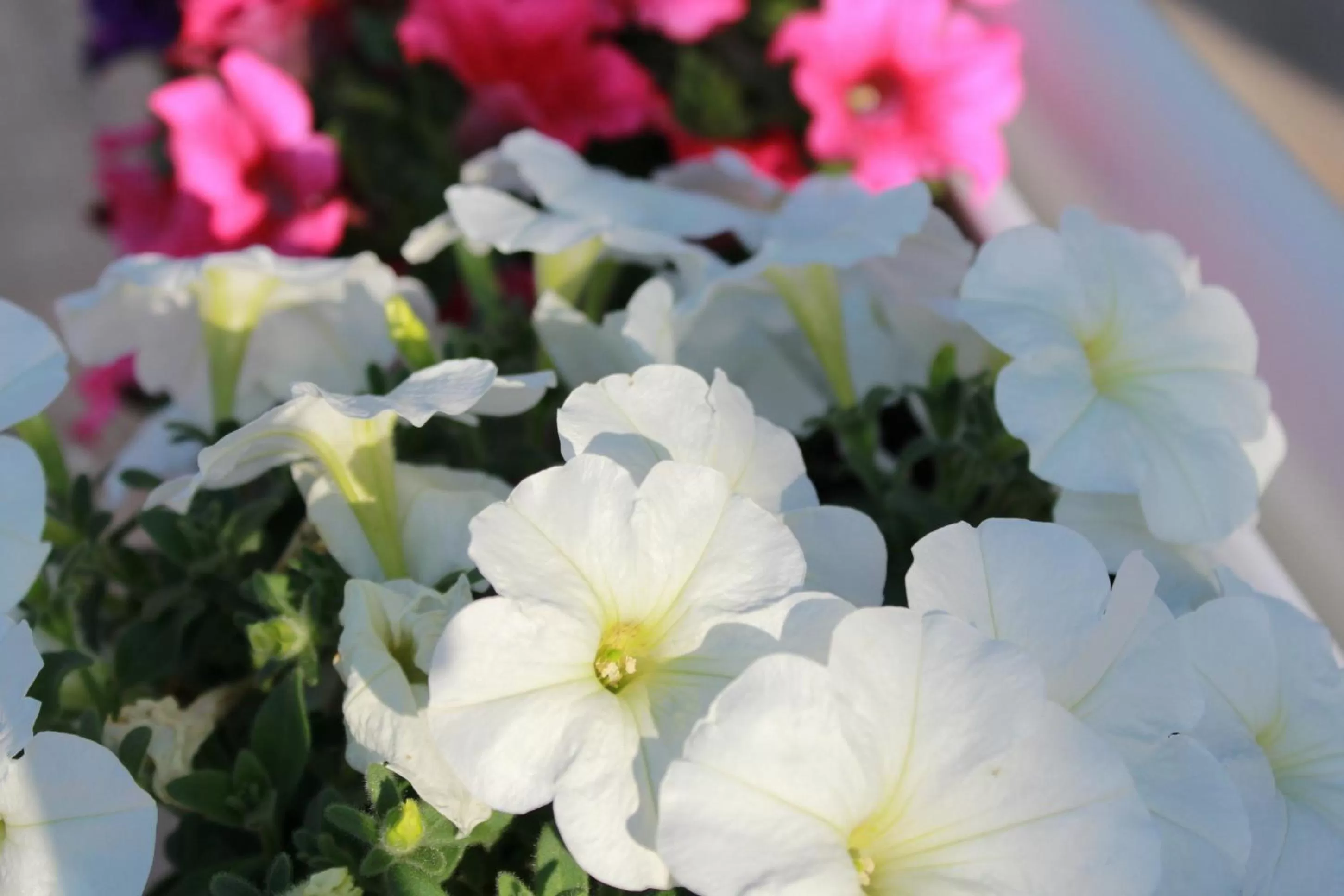 Balcony/Terrace in Hotel Luna