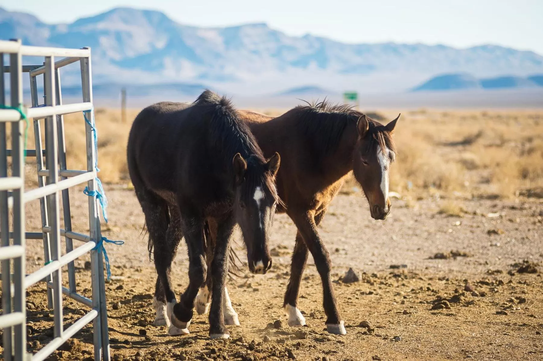 Property building in Amargosa Opera House & Hotel