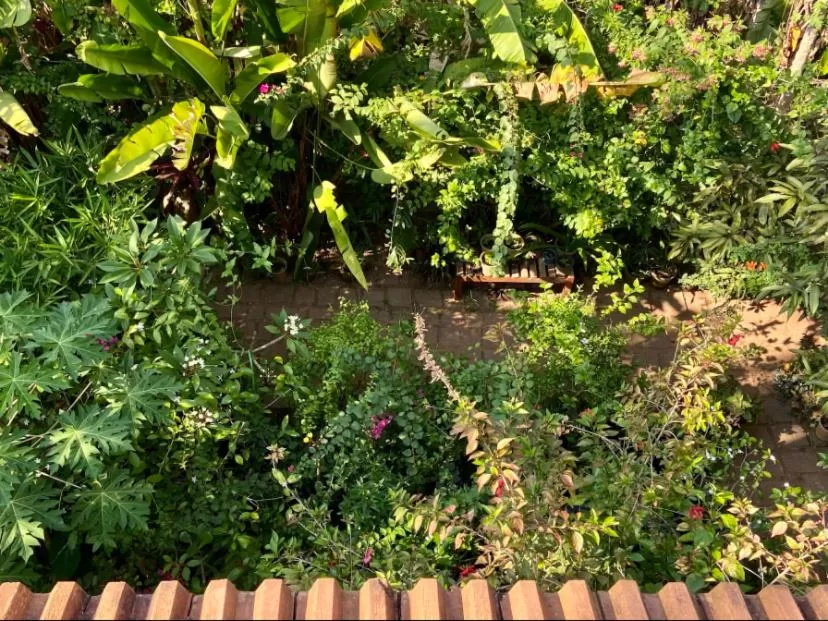 Garden view in Villa Jacaranda