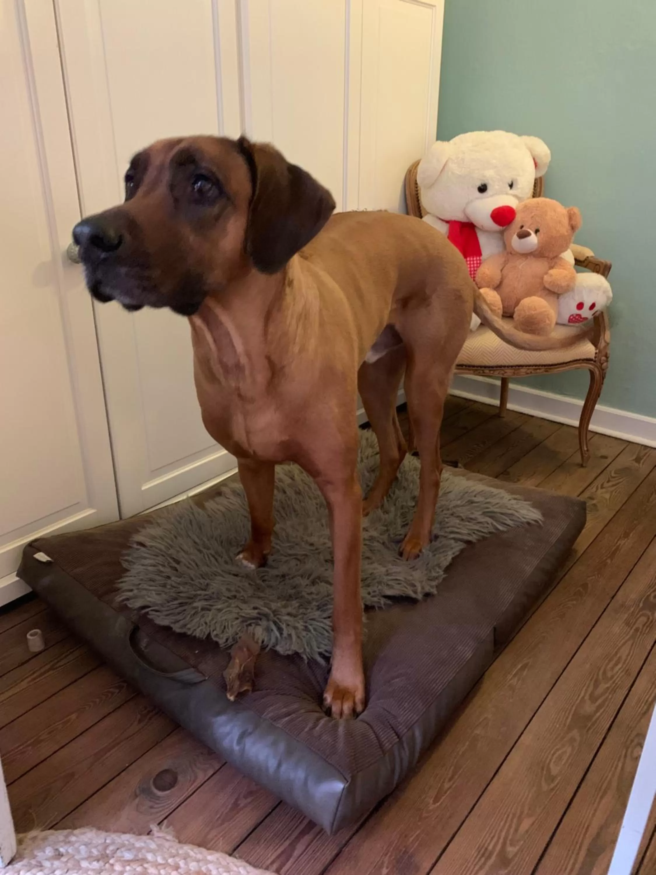 Pets in Hotel Bed & Breakfast am Dom